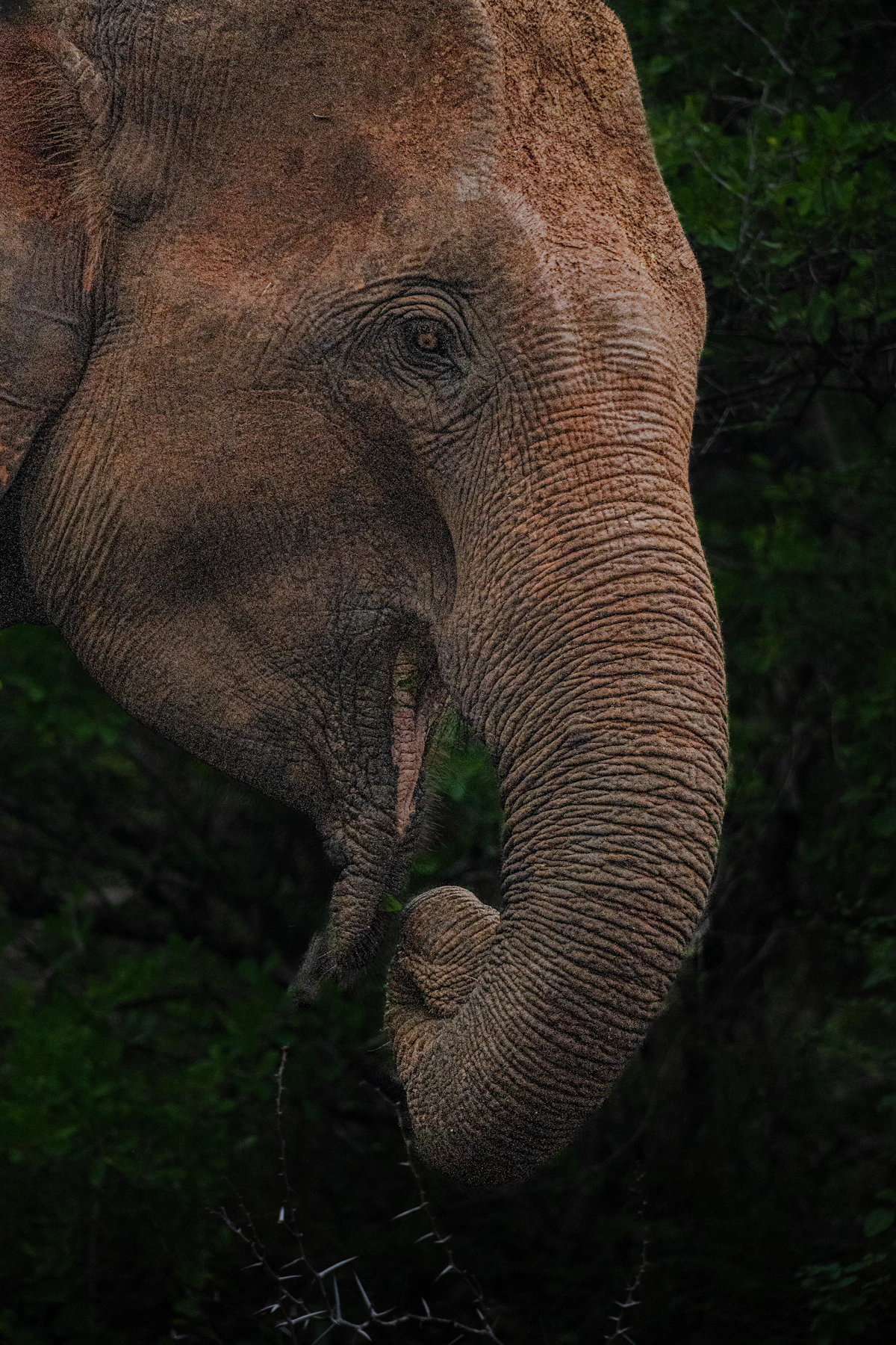 Wildlife encounter in Yala National Park