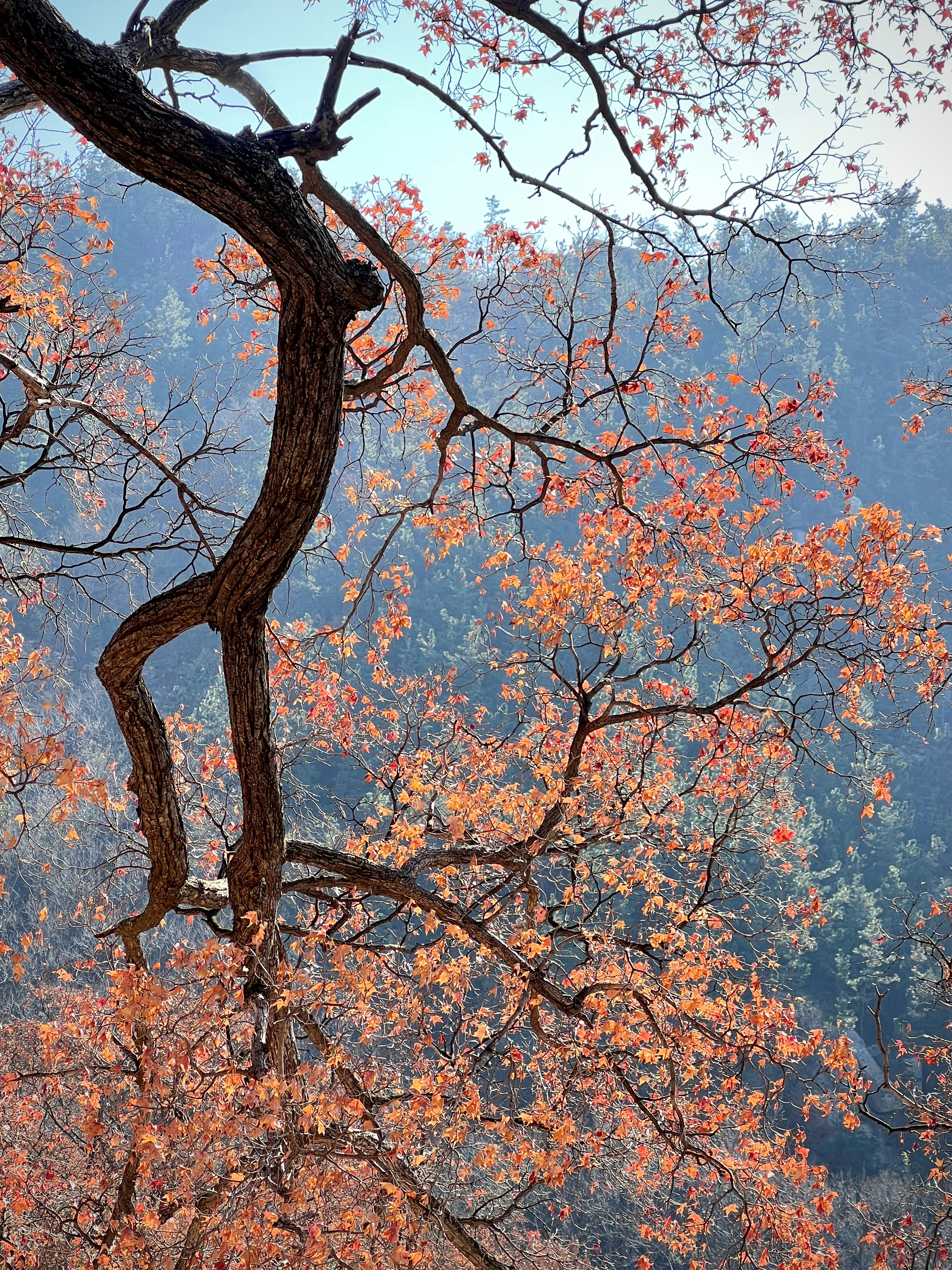 Photo by fayflora