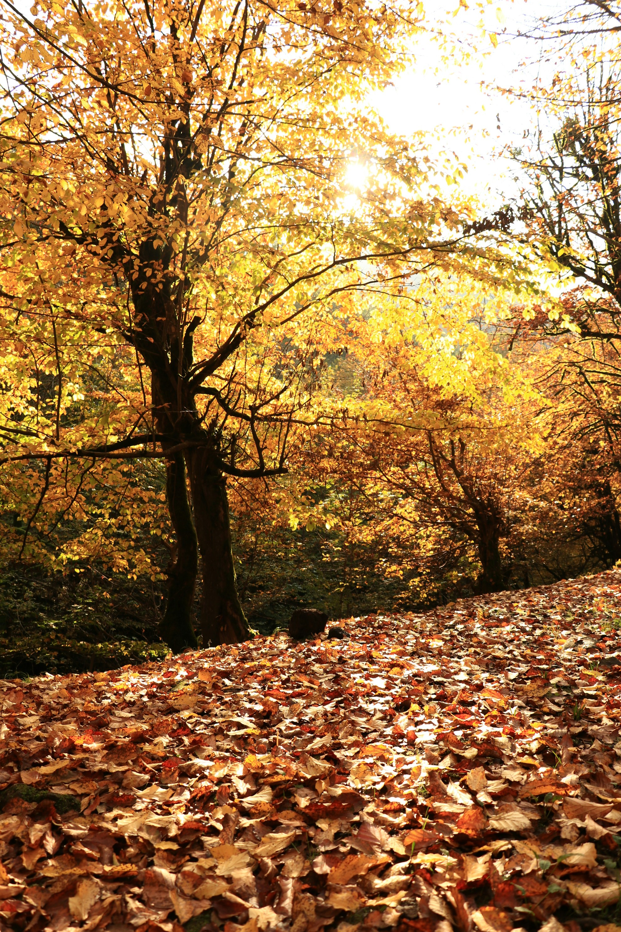 Autumn forest path covered in fallen leaves.