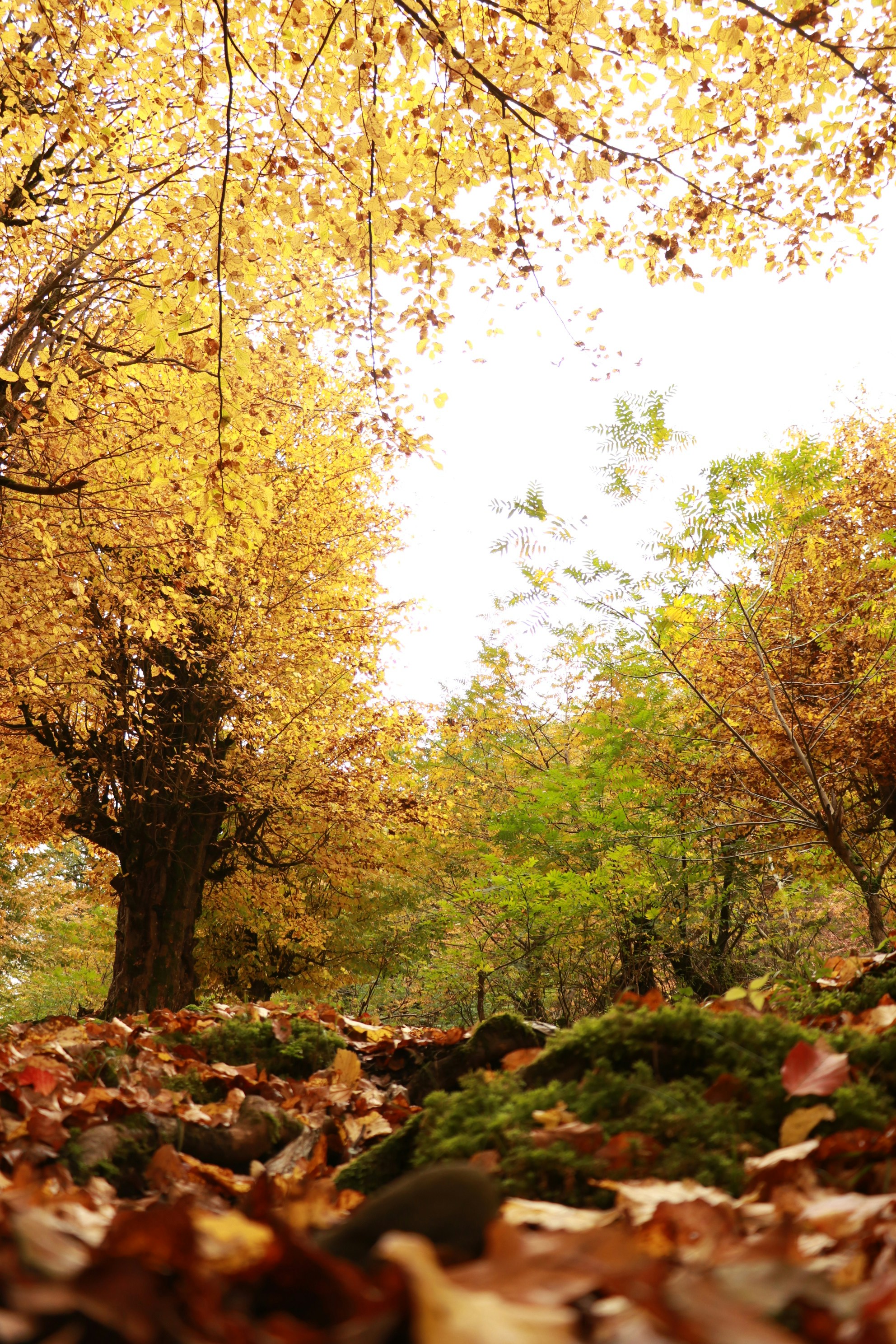 Autumn forest path covered in fallen leaves.