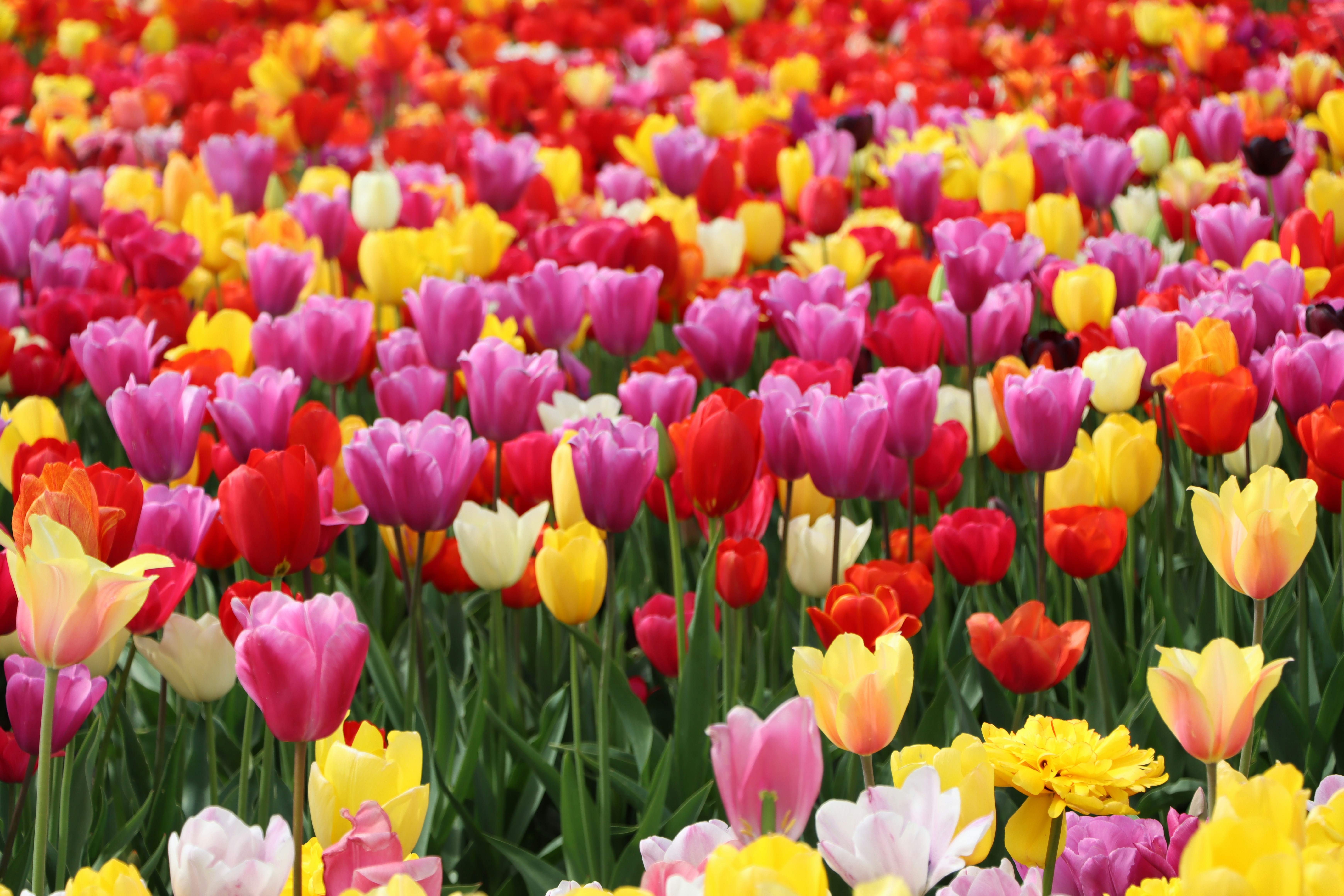 Afbeelding van Hillegom