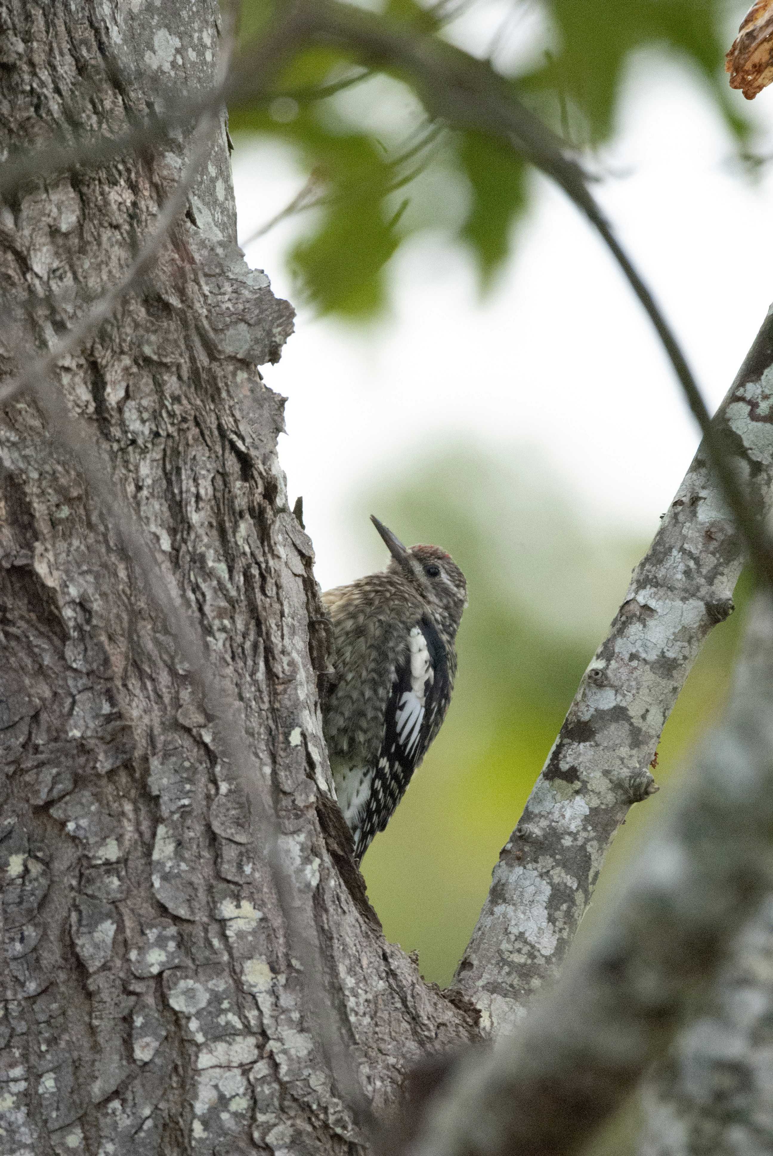 A yellow-bellied sapsucker clings to a tree trunk.