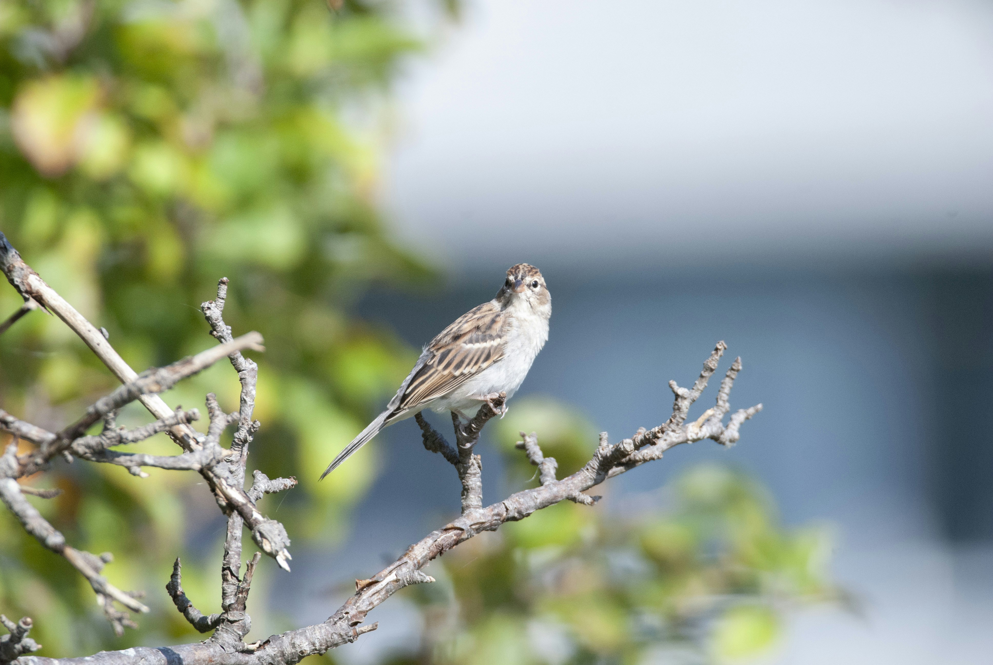 A small bird perches on a bare tree branch.