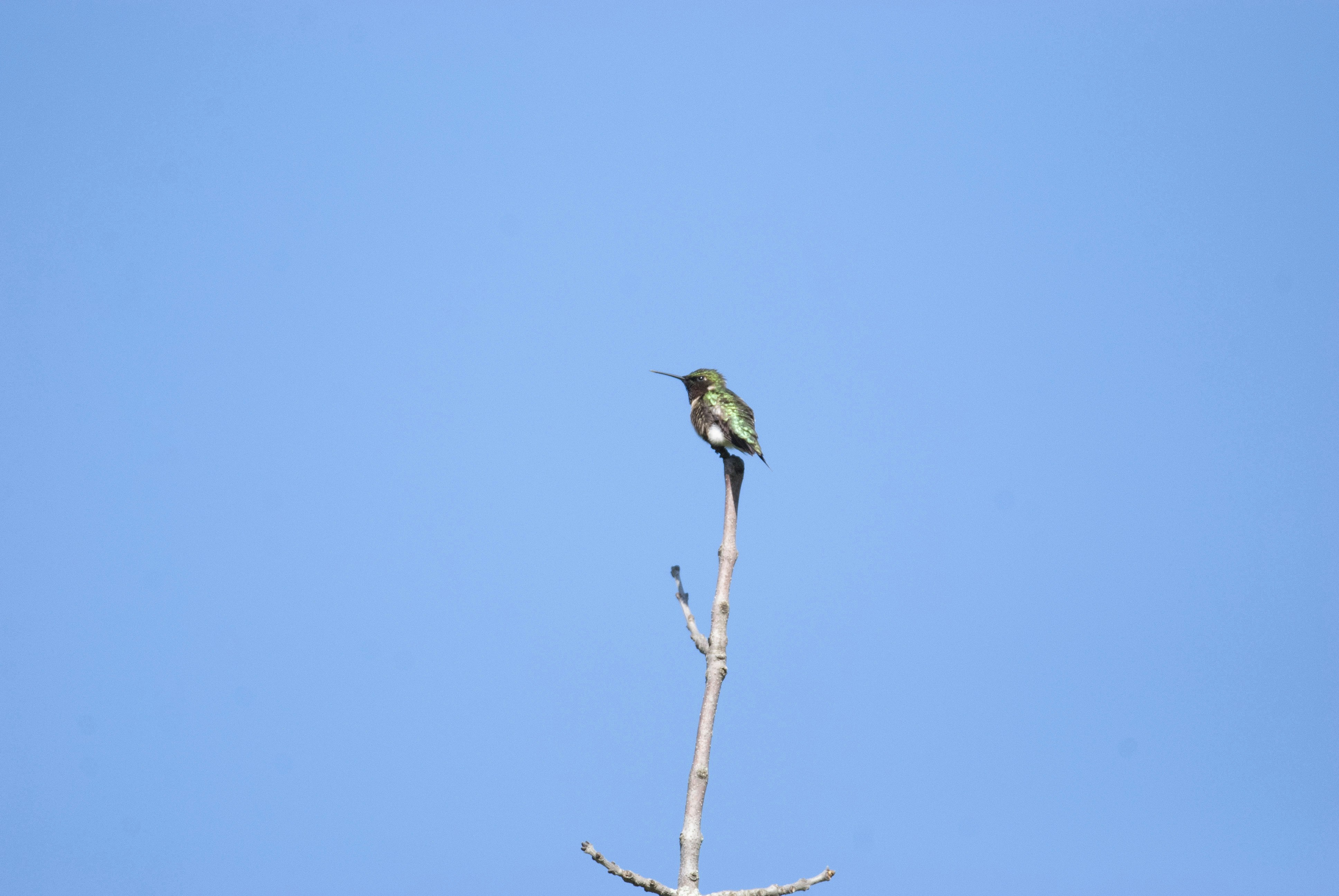 A hummingbird perched on a thin branch.