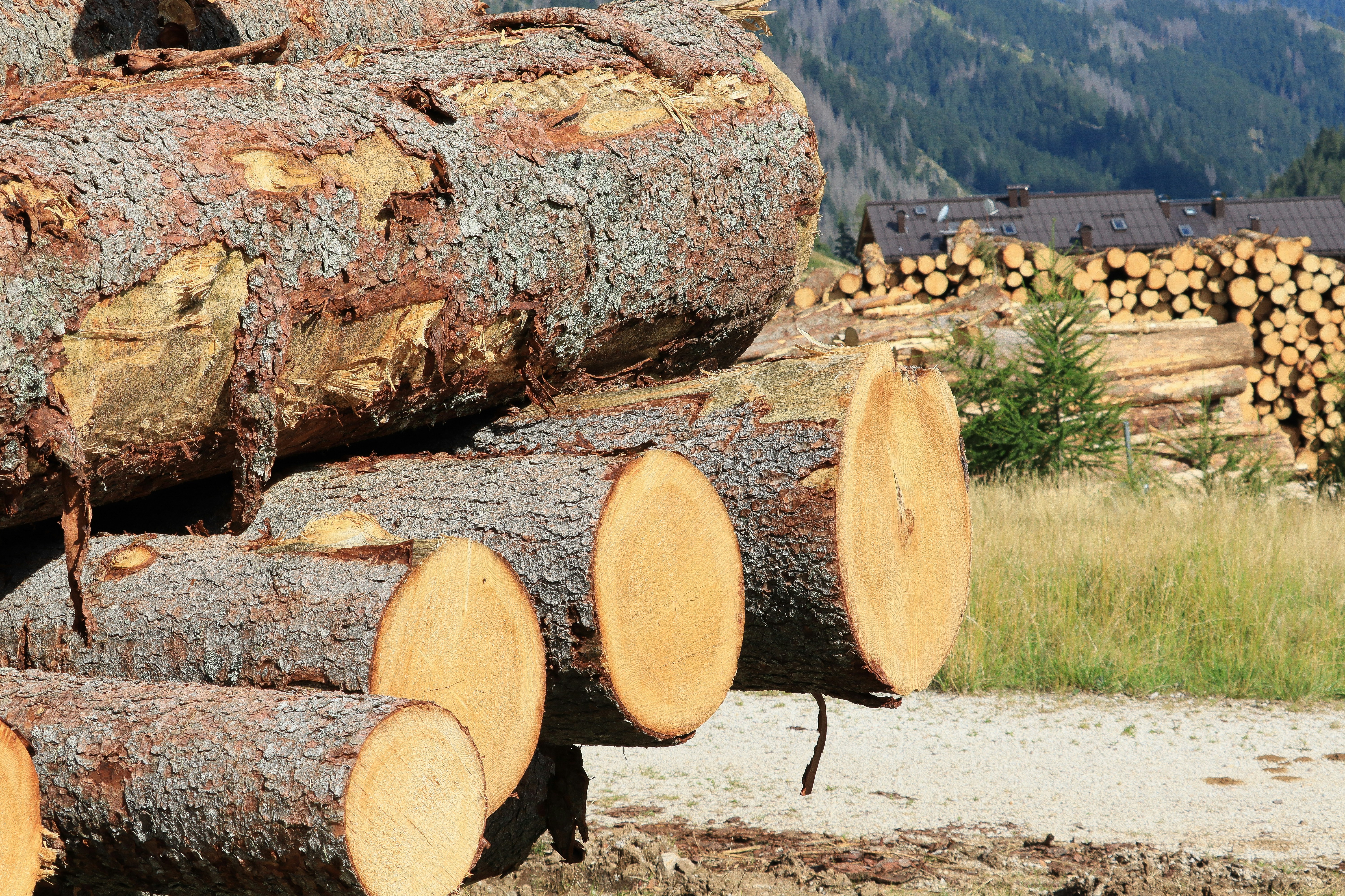 Stack of freshly cut pine logs in forest