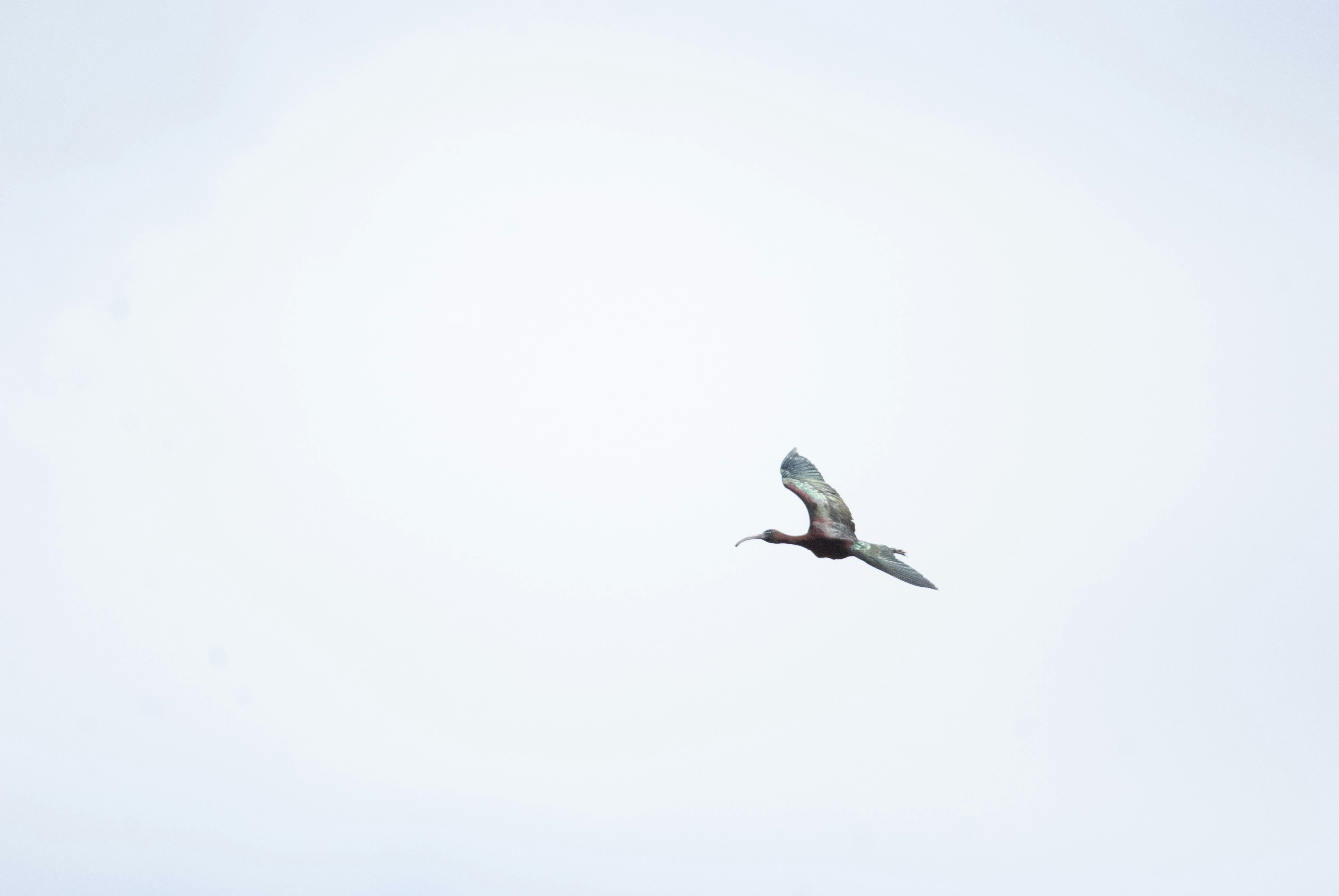 A bird with a long beak flying