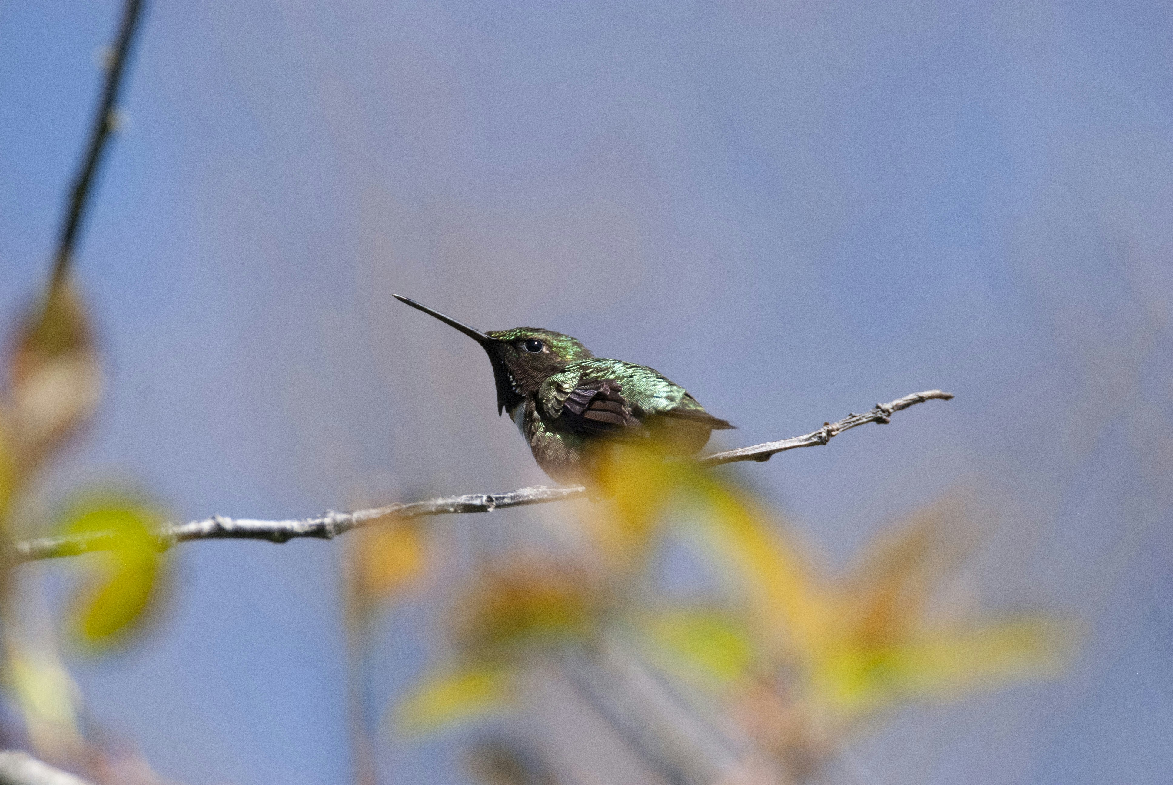 A hummingbird rests on a thin branch.
