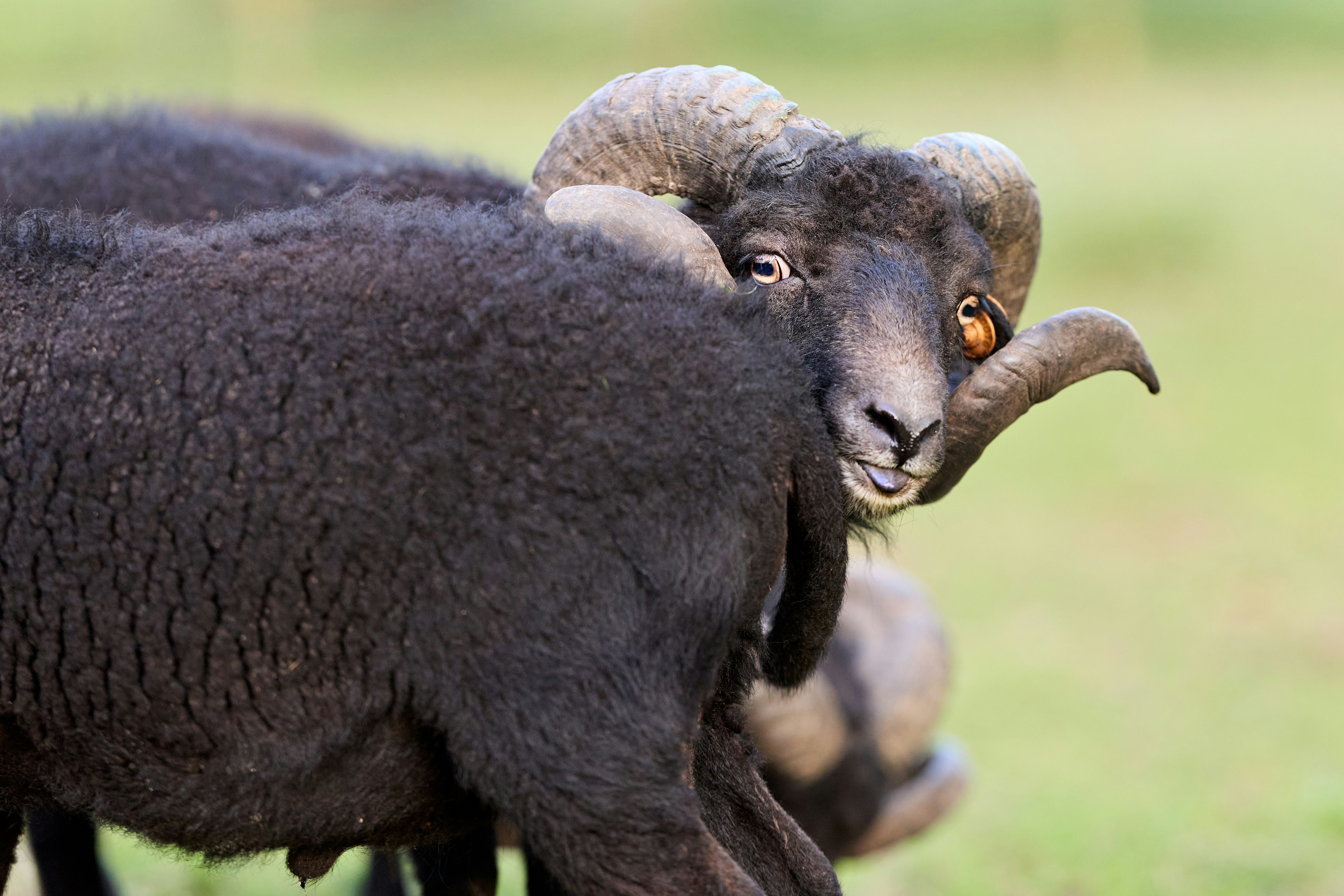 Photo by erwinbosman