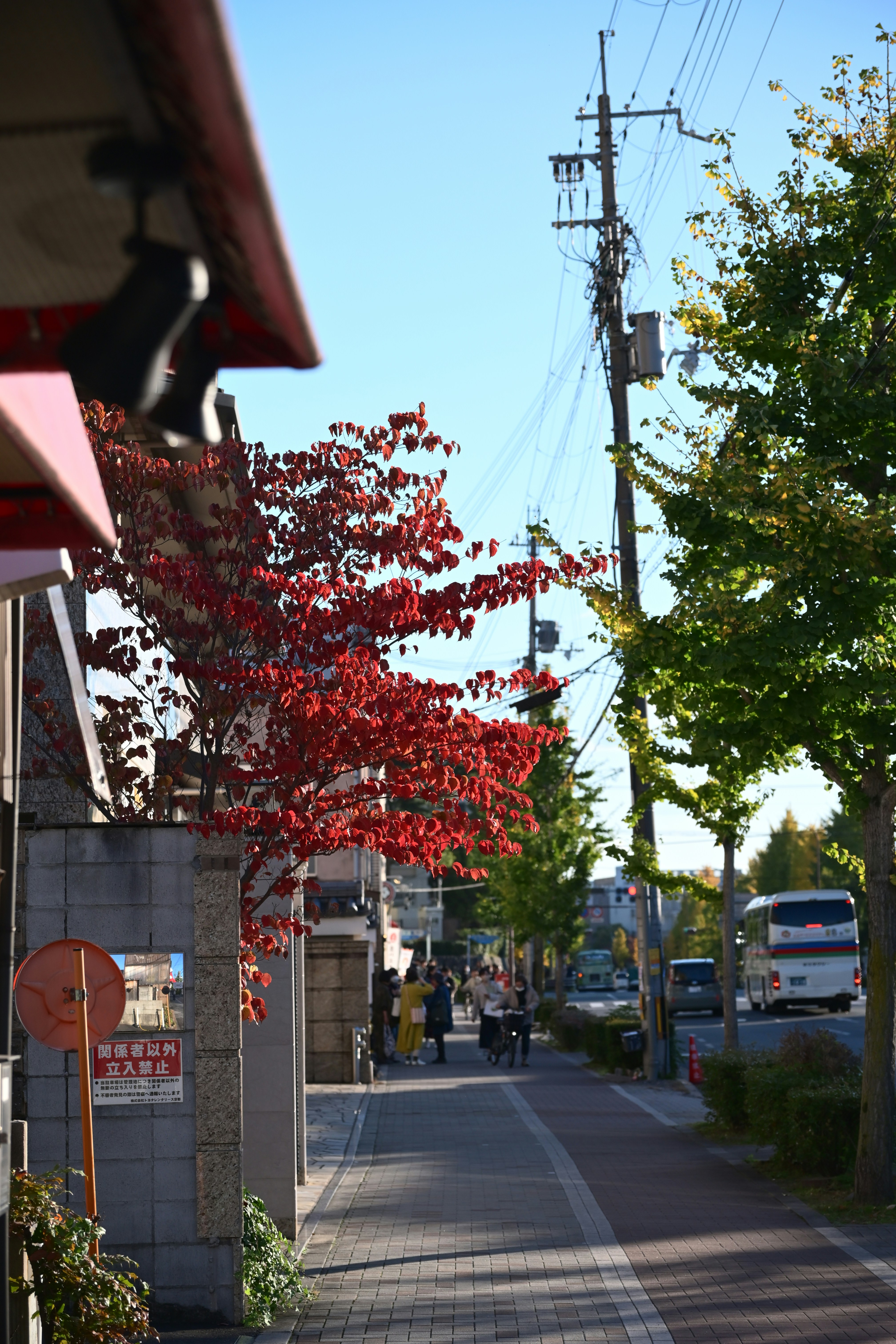 Street scene with red tree and power lines.