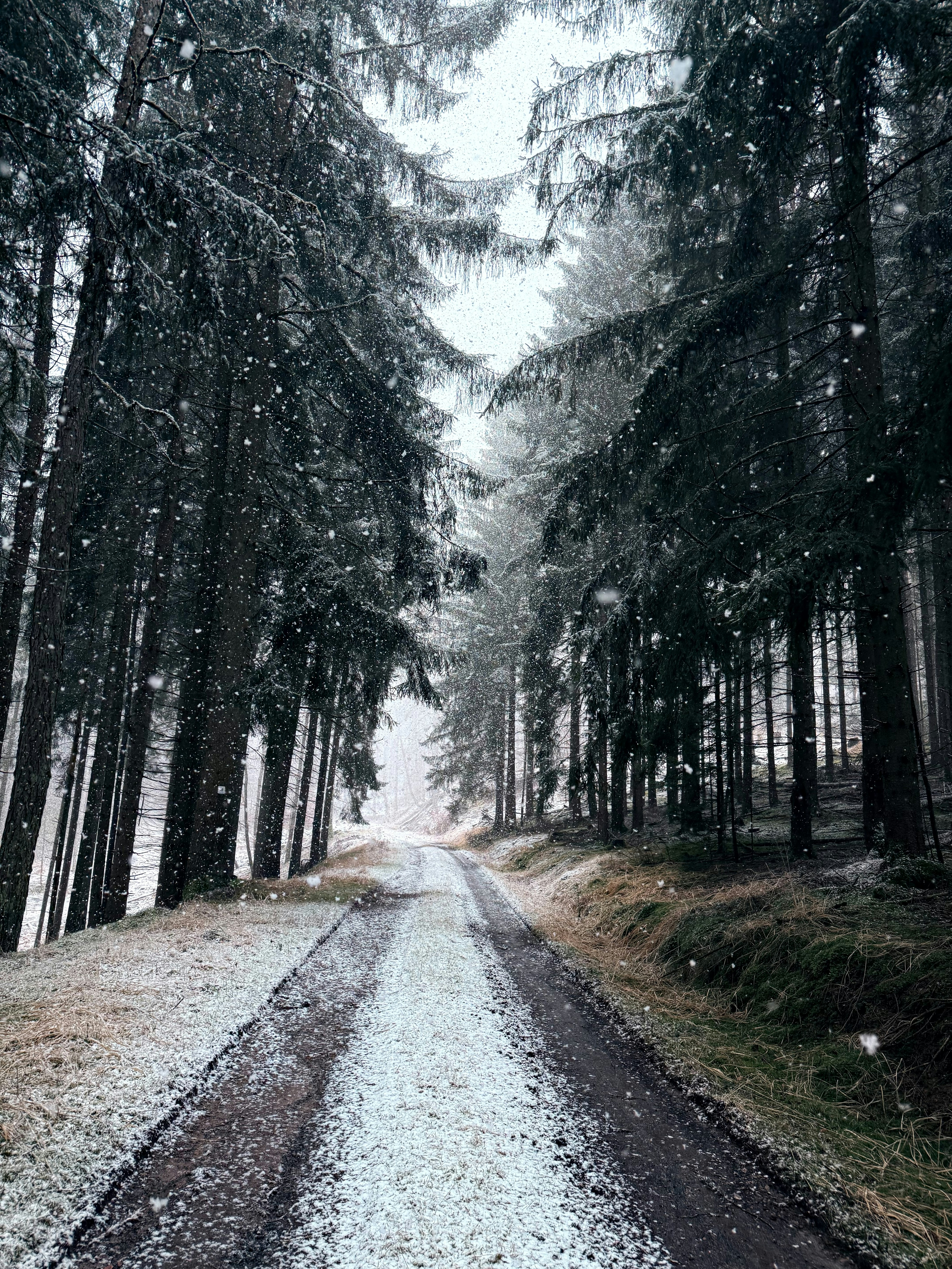 Schnee fällt im Winter auf einem Waldweg.