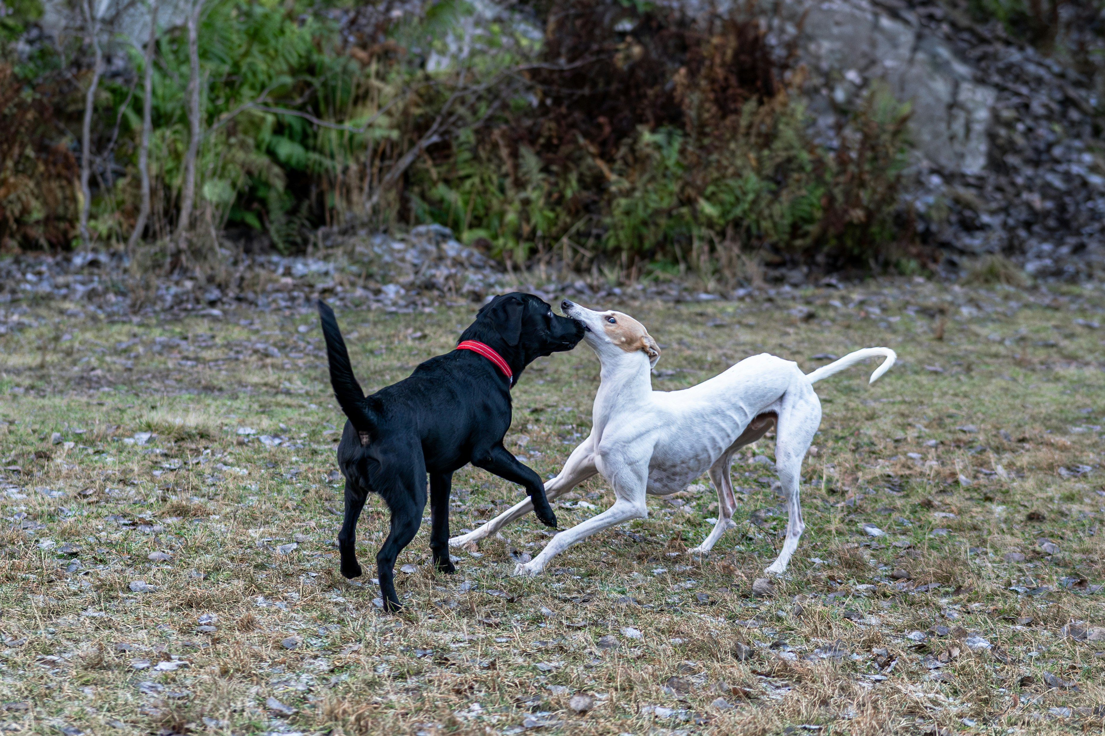 Two dogs playing together outdoors on grass.