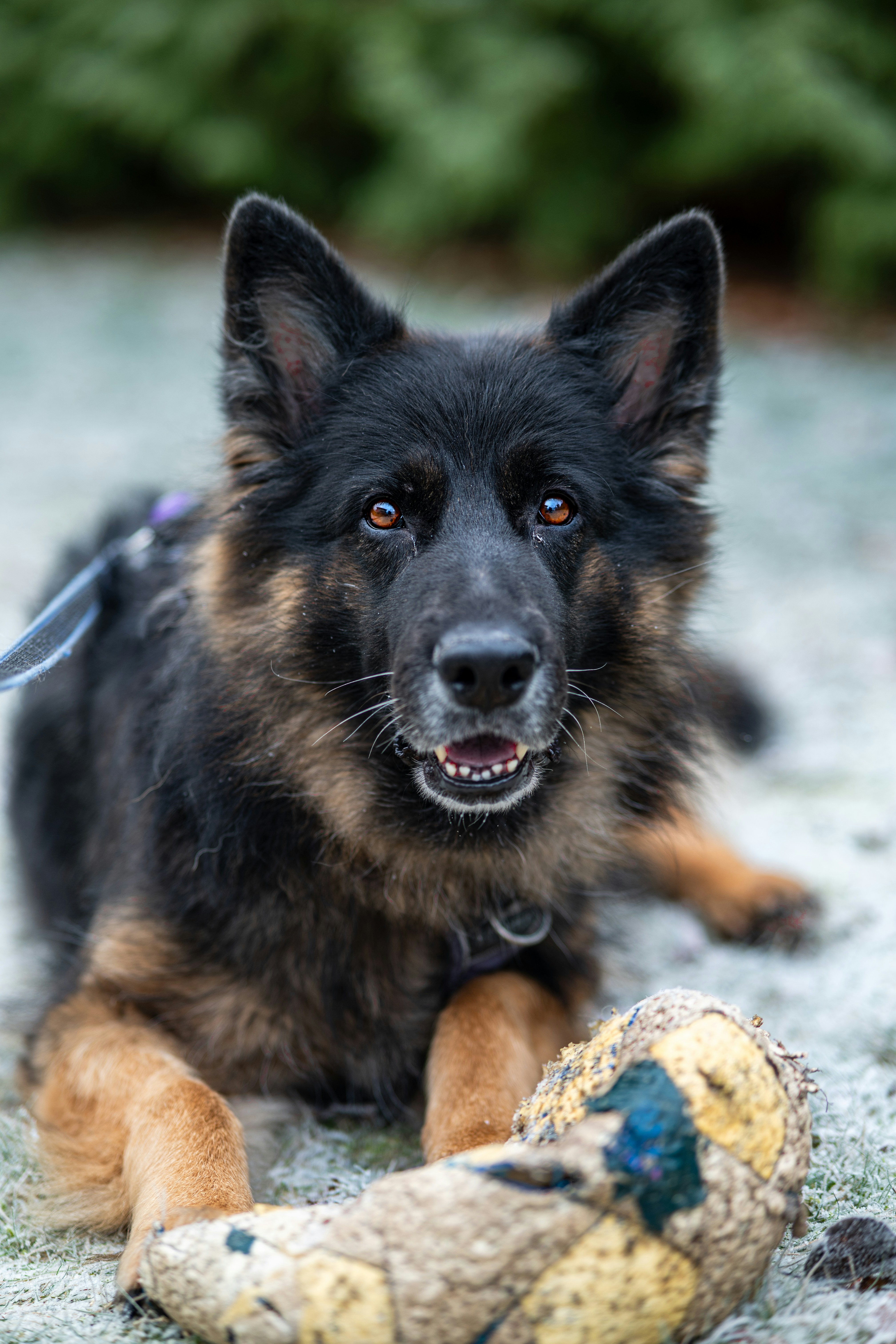 A german shepherd dog rests with a toy.