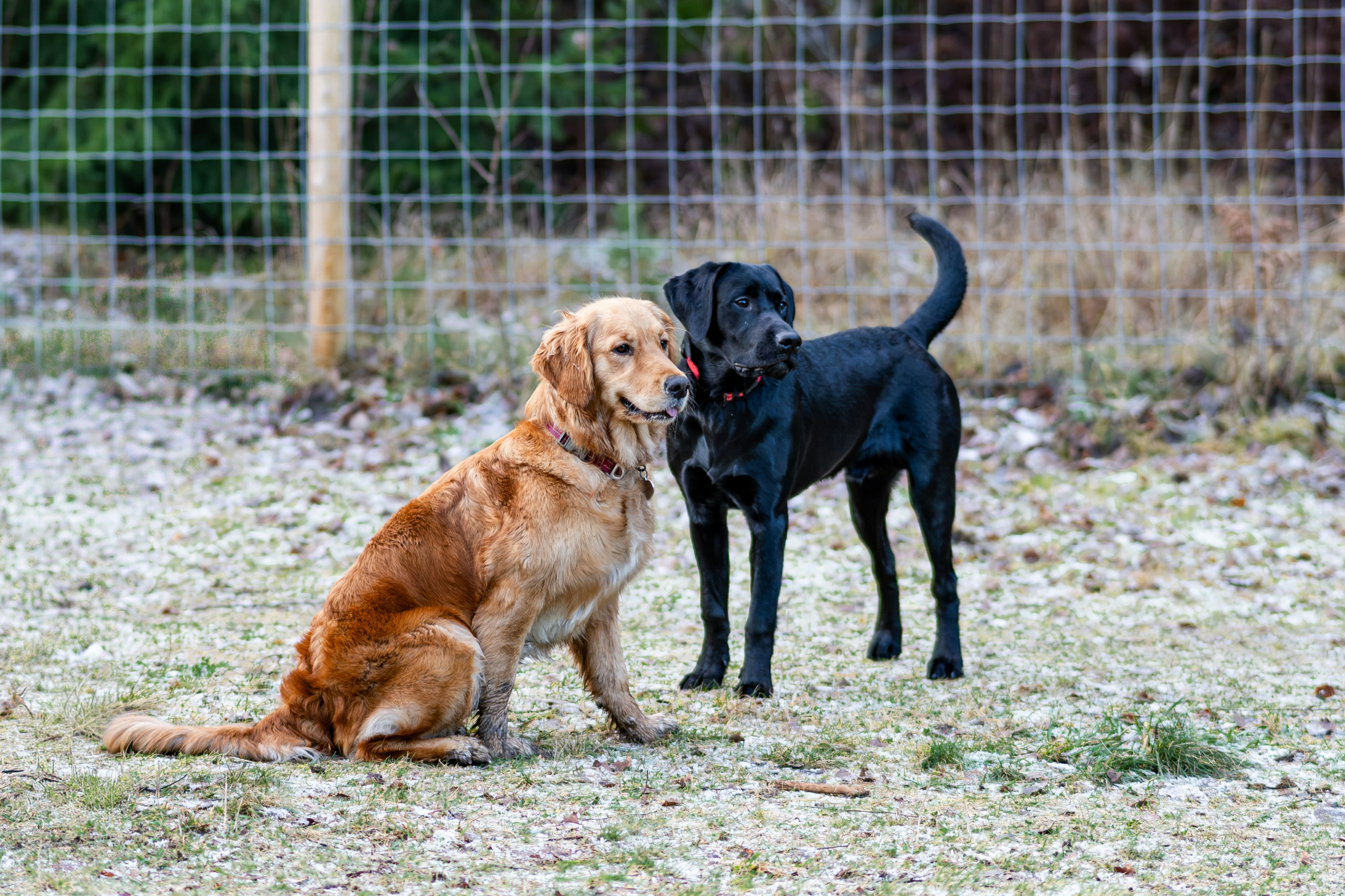 Two dogs, one golden retriever and one black lab, outdoors.