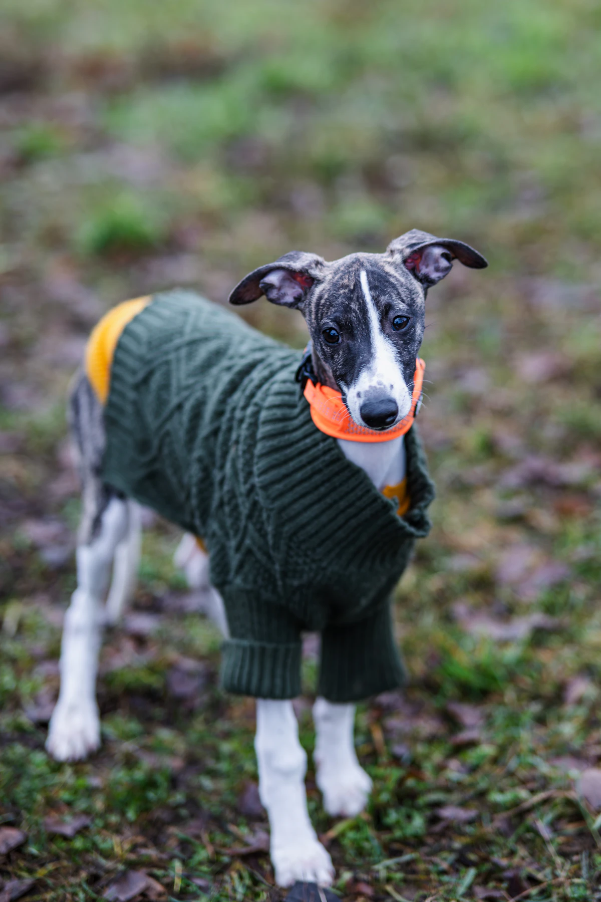 Winesap, one of the Orchard litter, outdoors in a green knitted sweater at nine weeks
