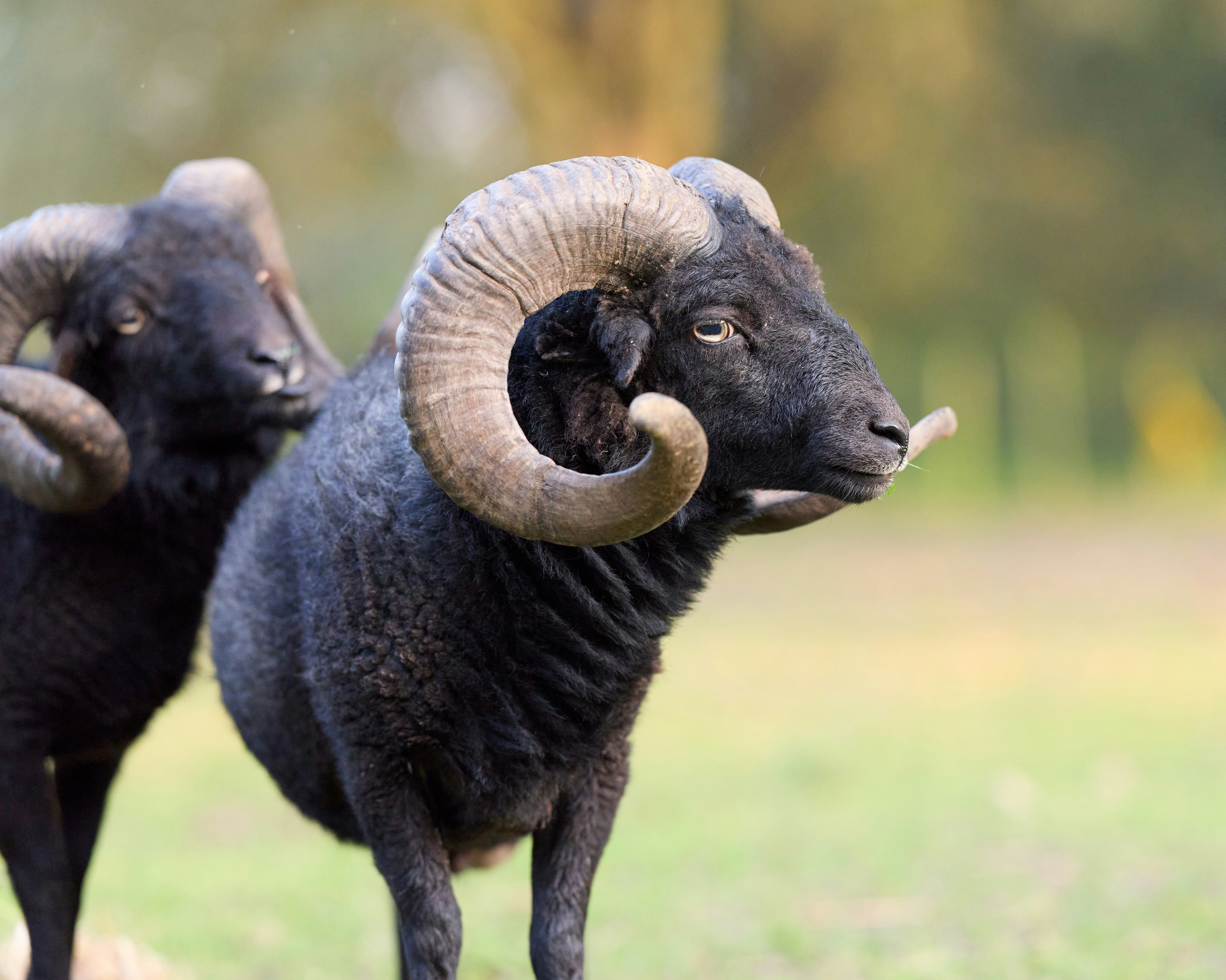 Photo by erwinbosman