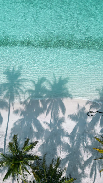 Shadows of palm trees on a sandy beach and ocean.