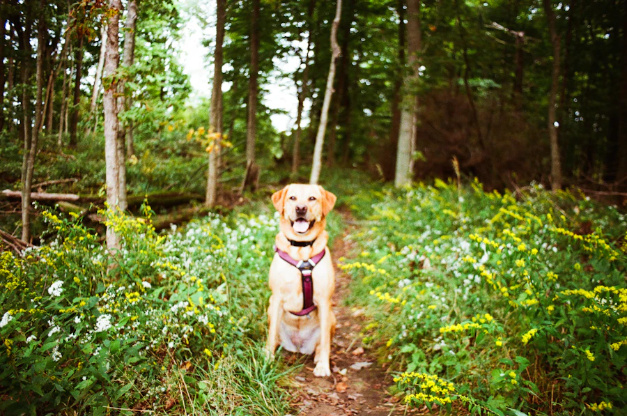 A dog walking along a forest path