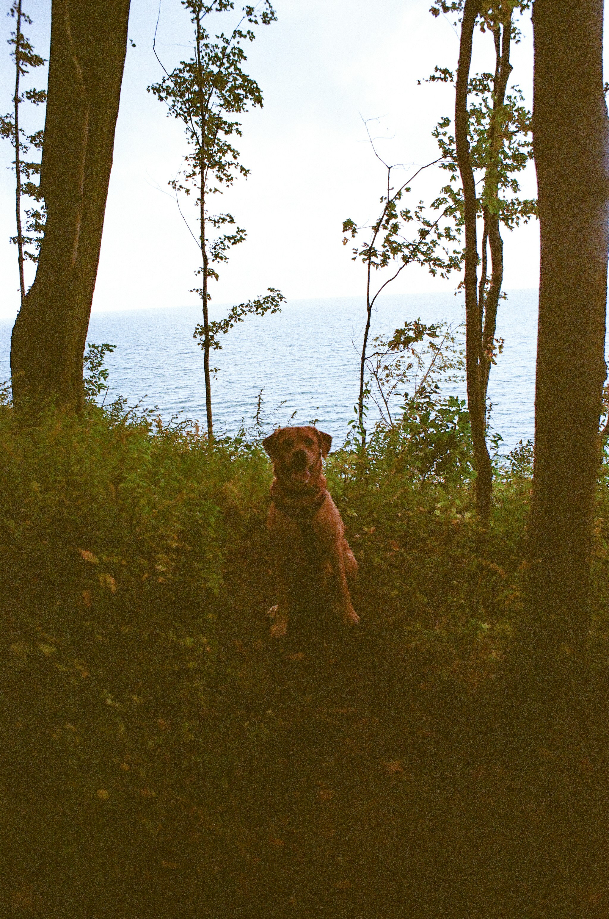 Un cane siede in una foresta che domina l'oceano.