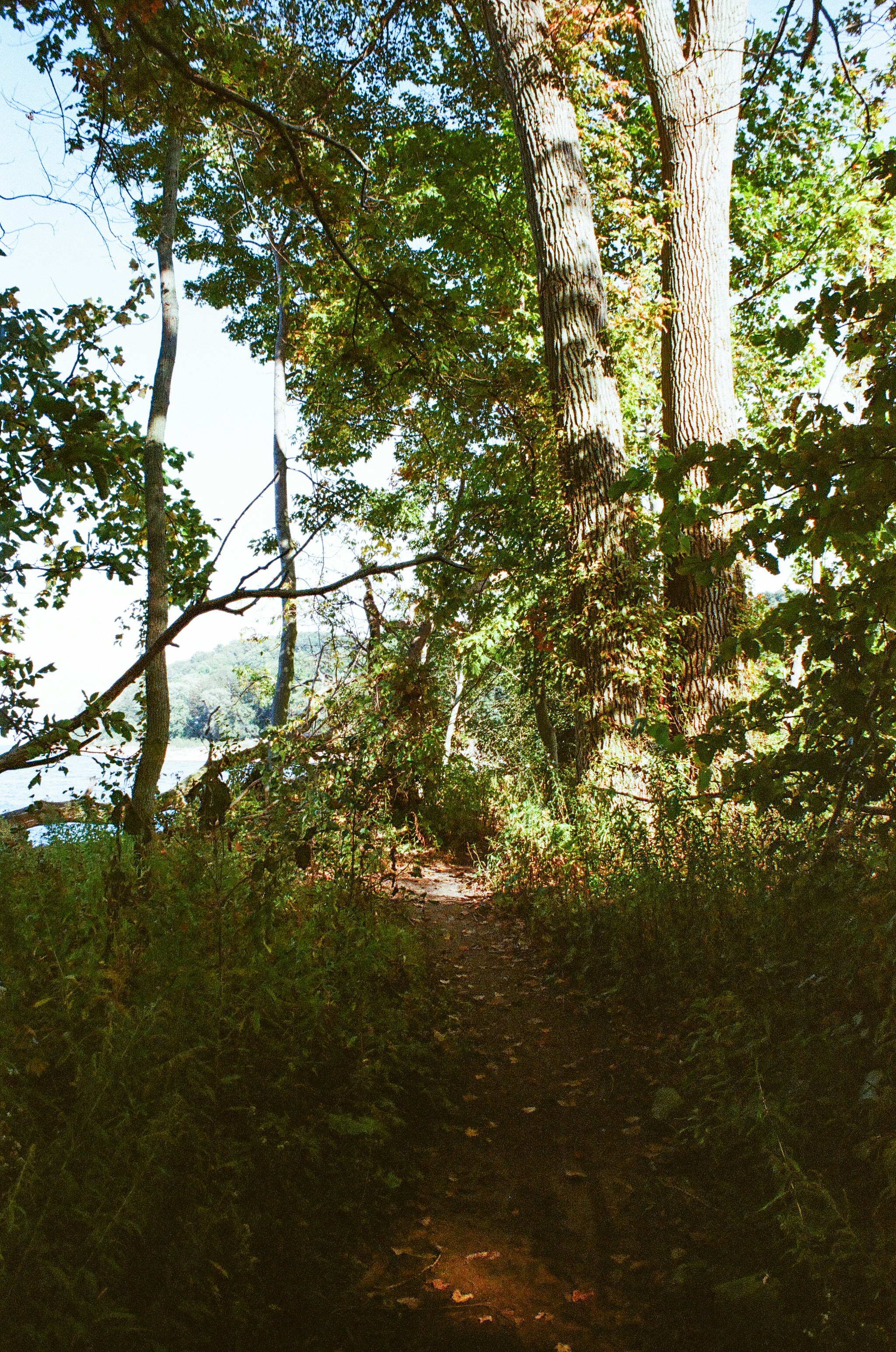 A dirt path leads through a sun-dappled forest.