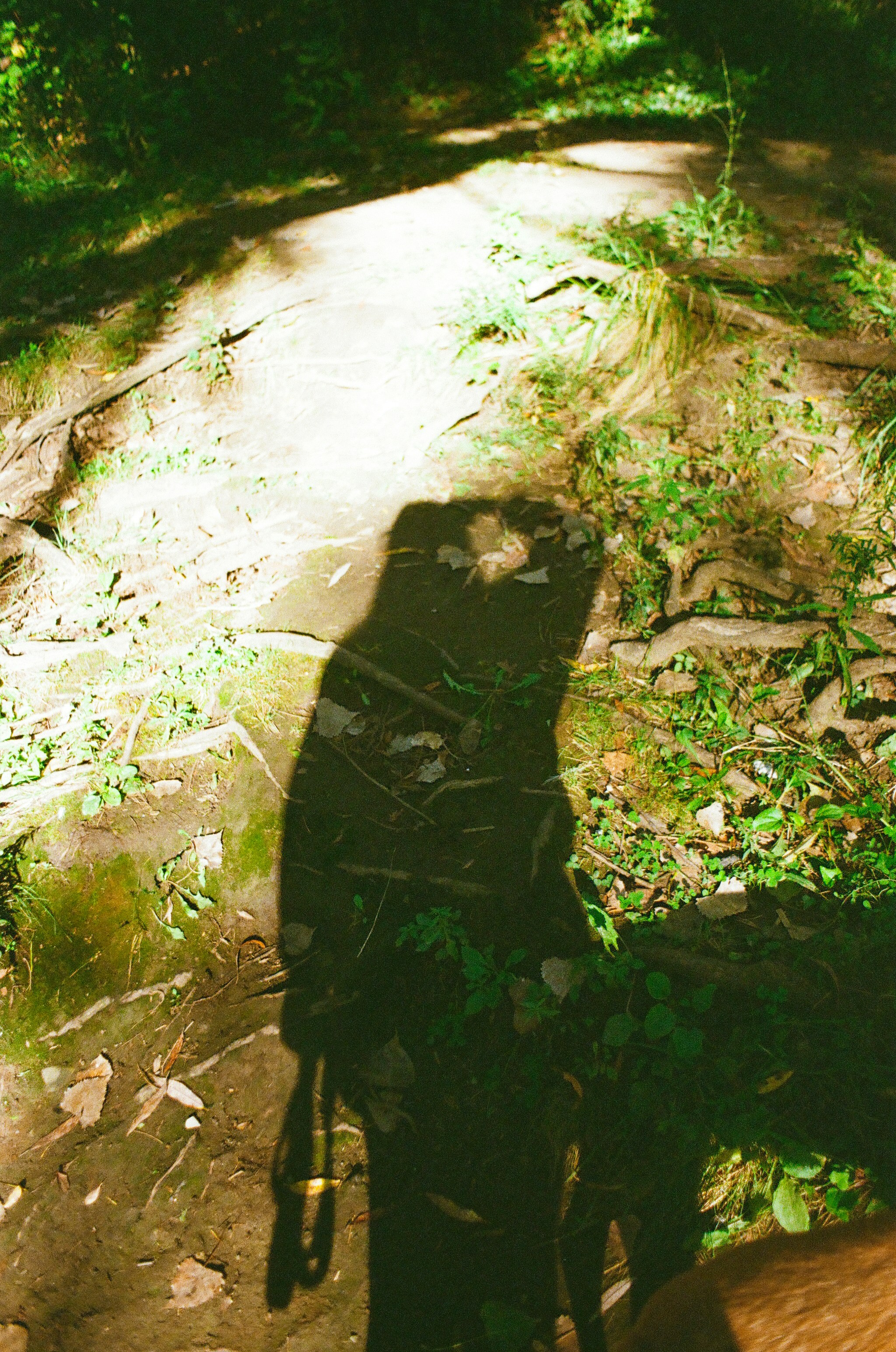 Ombra di una persona su un sentiero forestale.