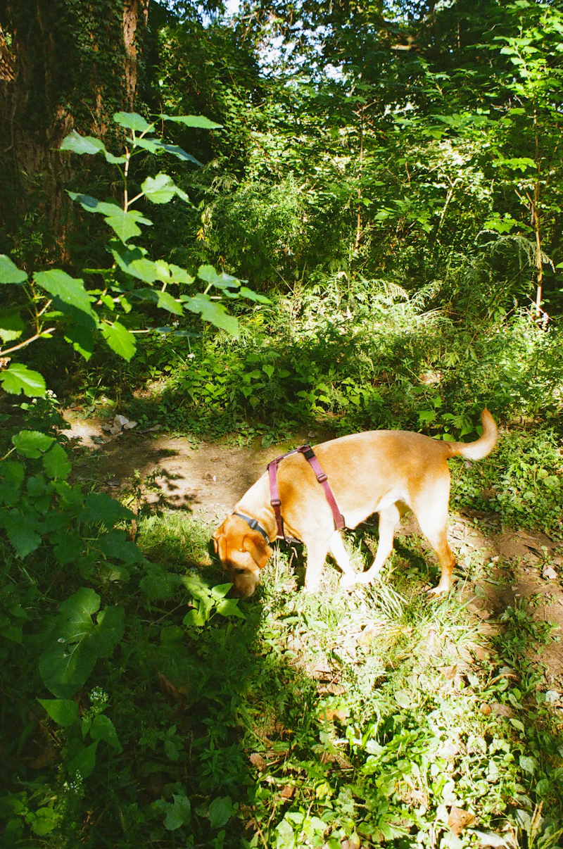 Dog on a leash sniffing the ground outdoors