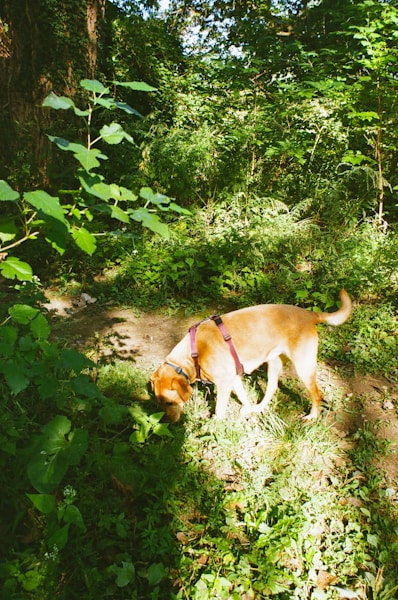 Why Does My Dog Eat Poo? Coprophagia Causes and Solutions
