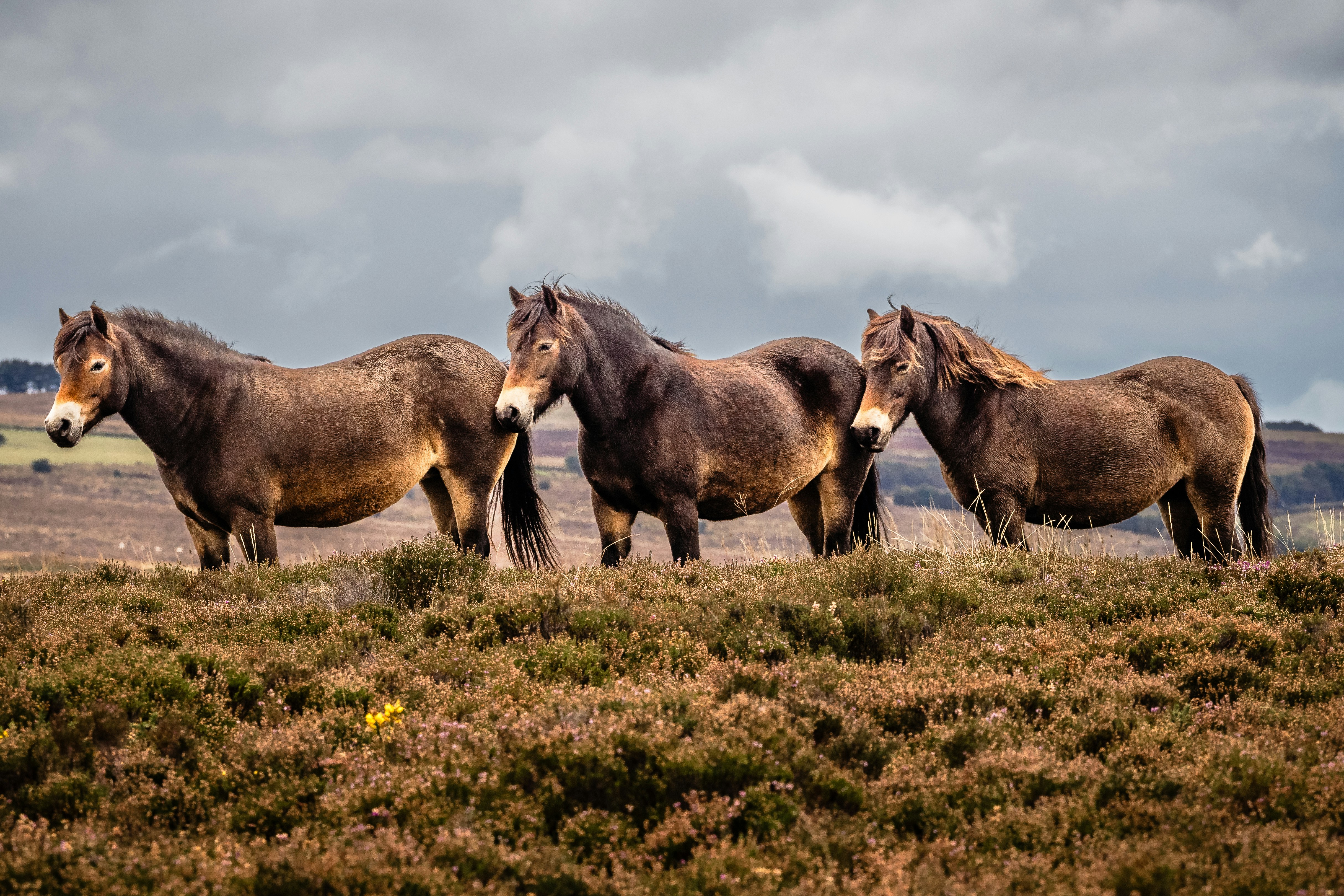Three wild horses stand on a grassy hill.