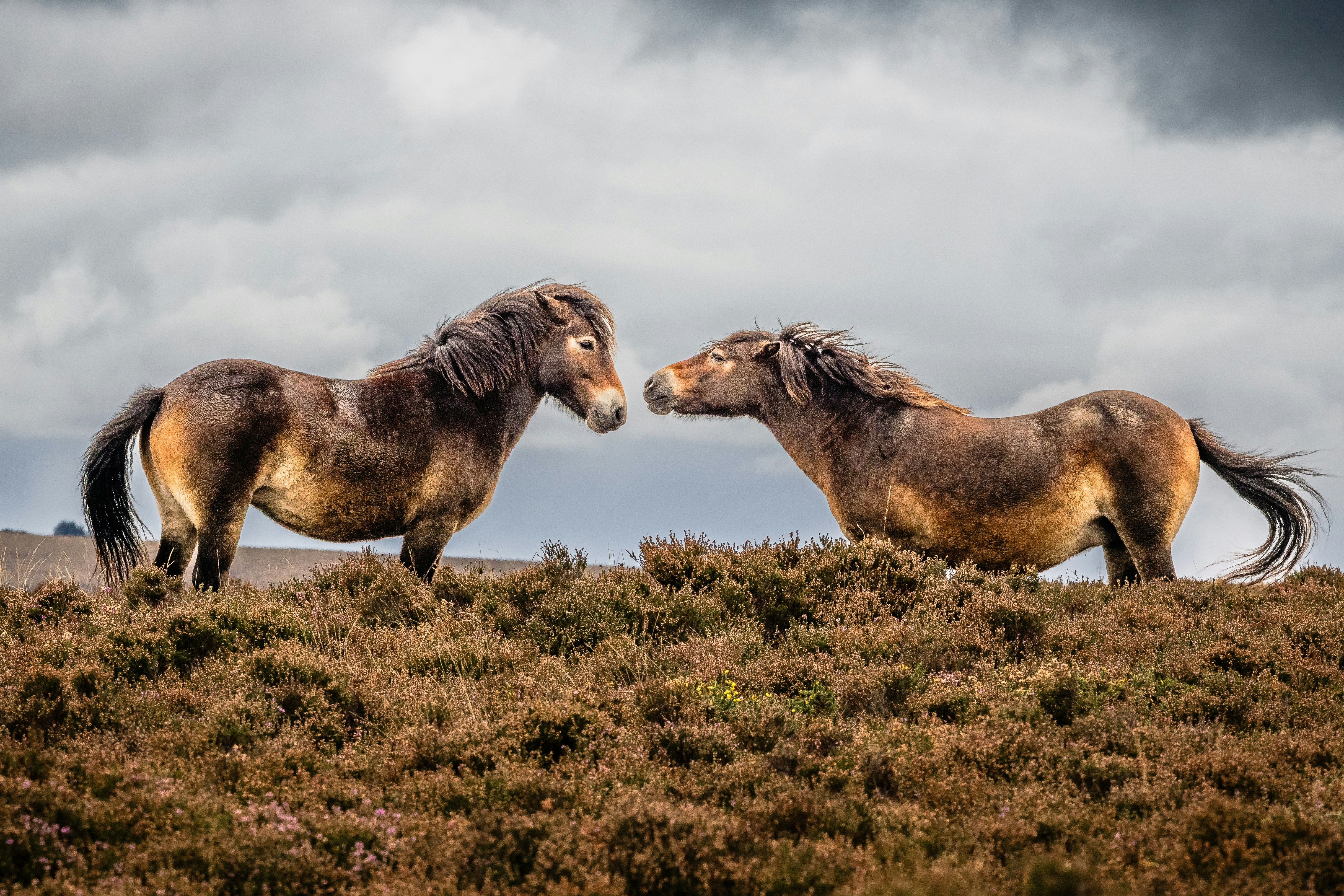 Two wild horses facing each other on a hill.