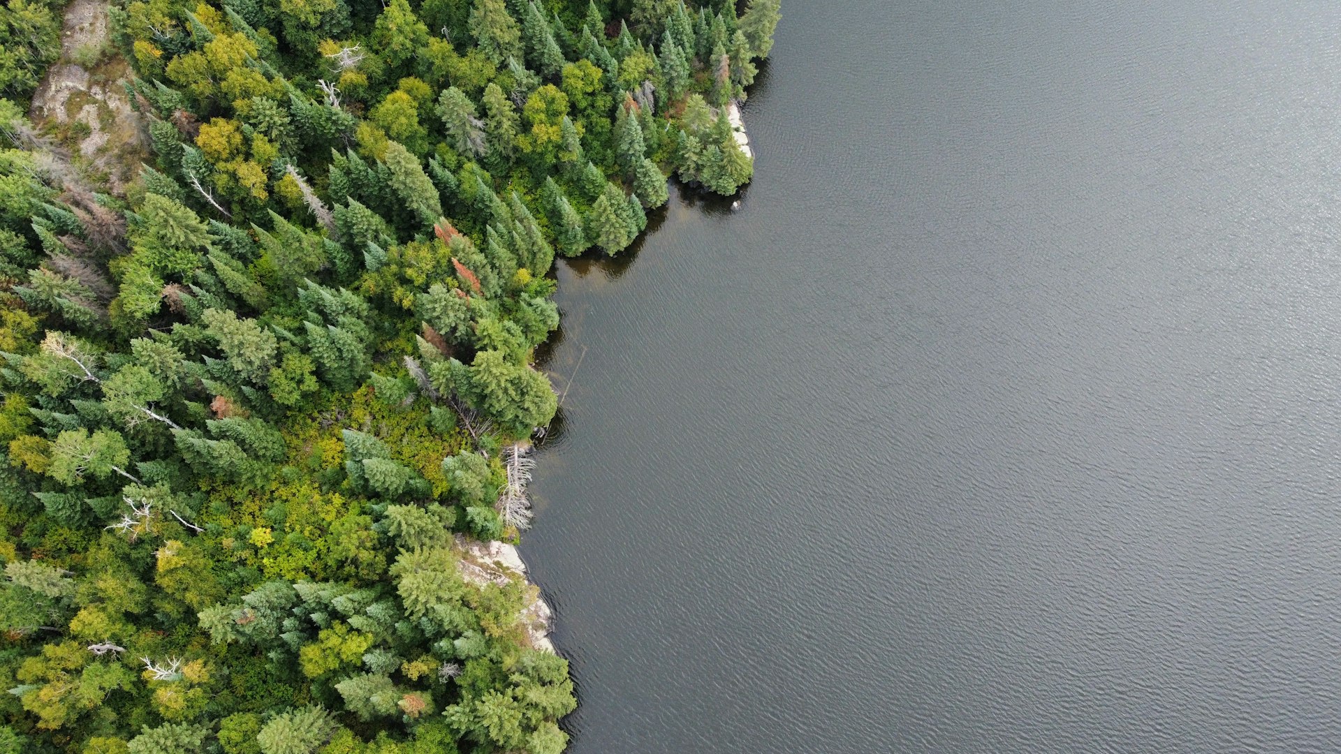 Aerial view of forest meeting a dark lake