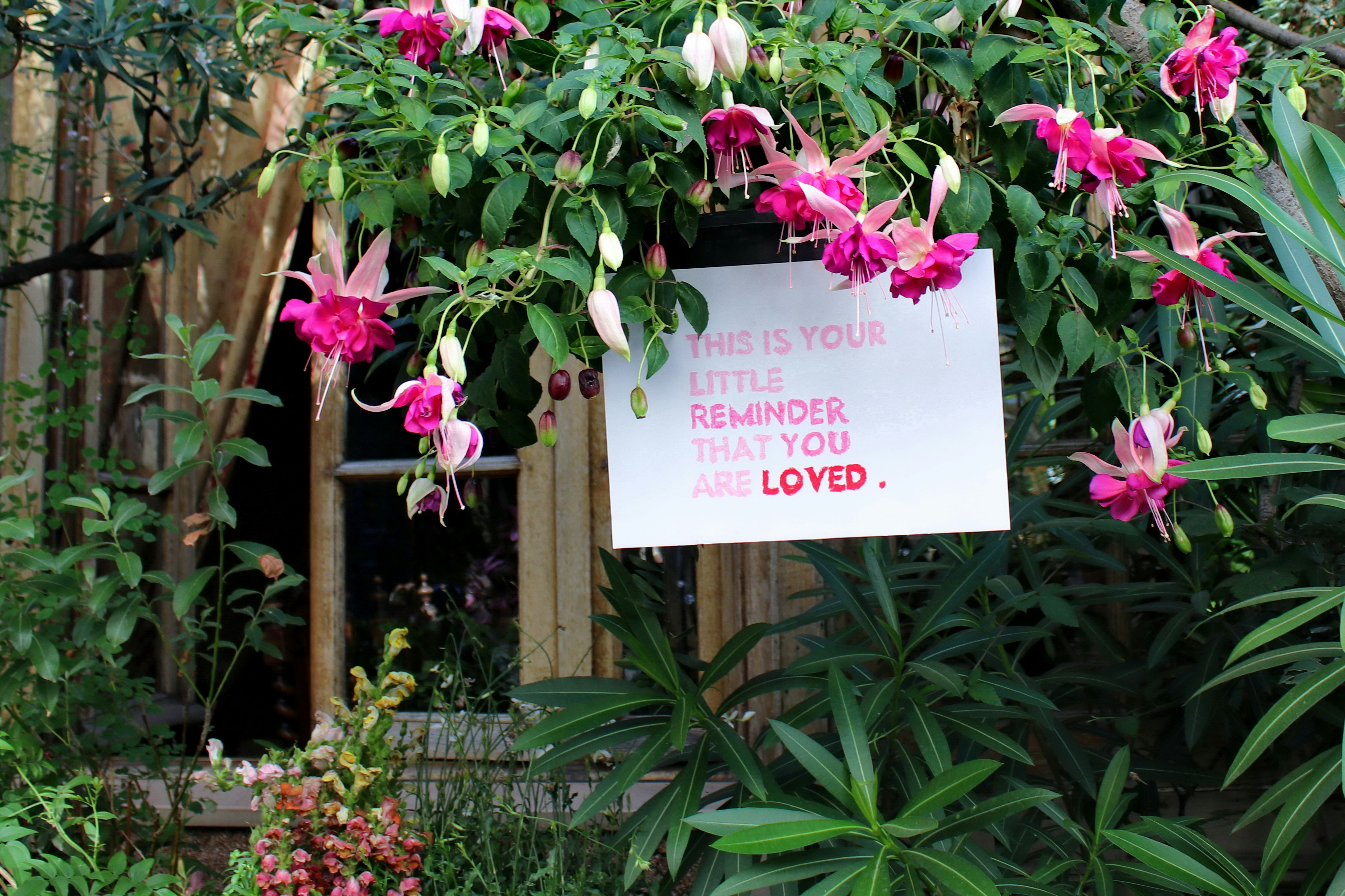 Sign among fuchsia flowers says 'you are loved'.