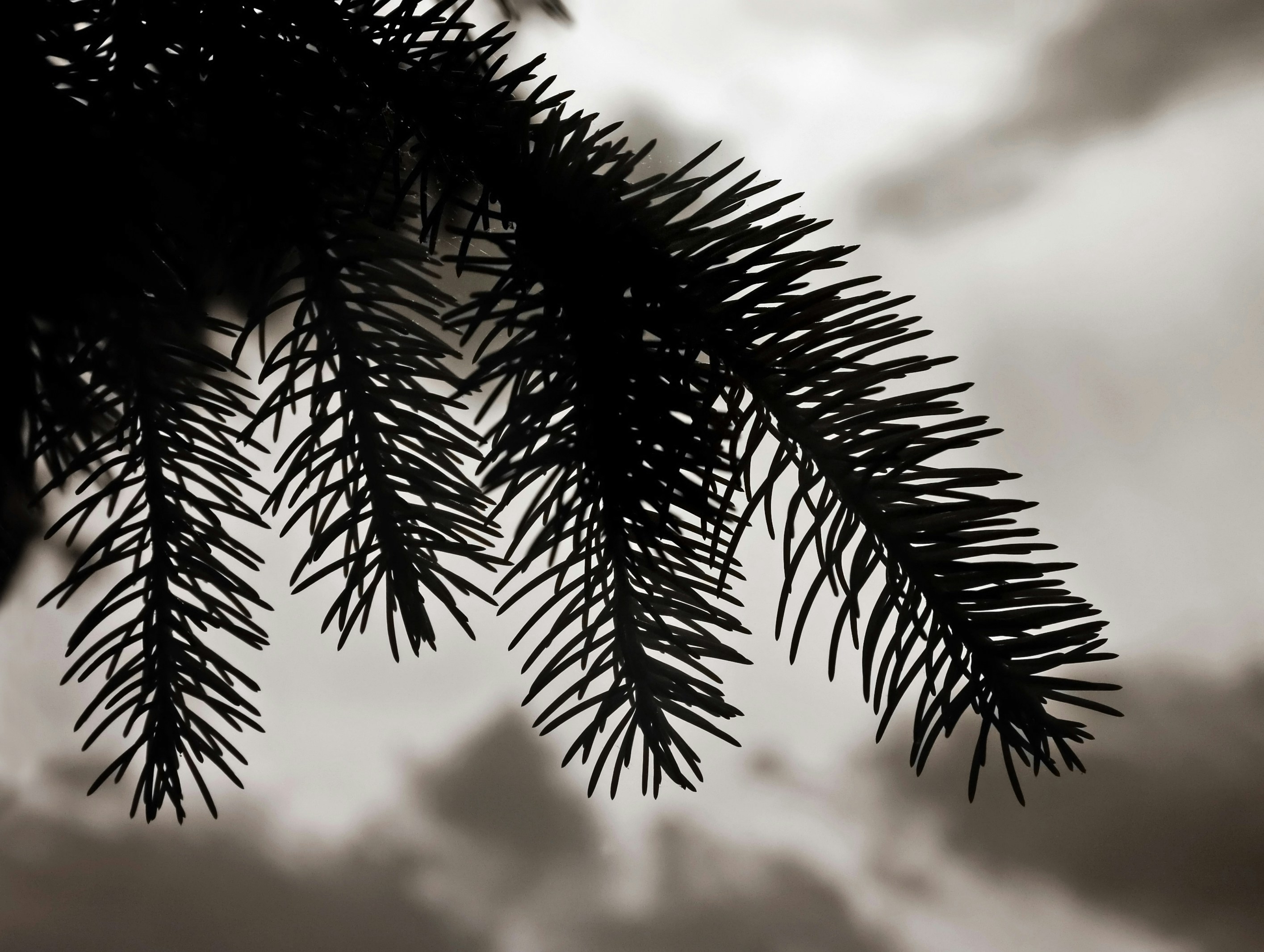 Photo by john_cardamone