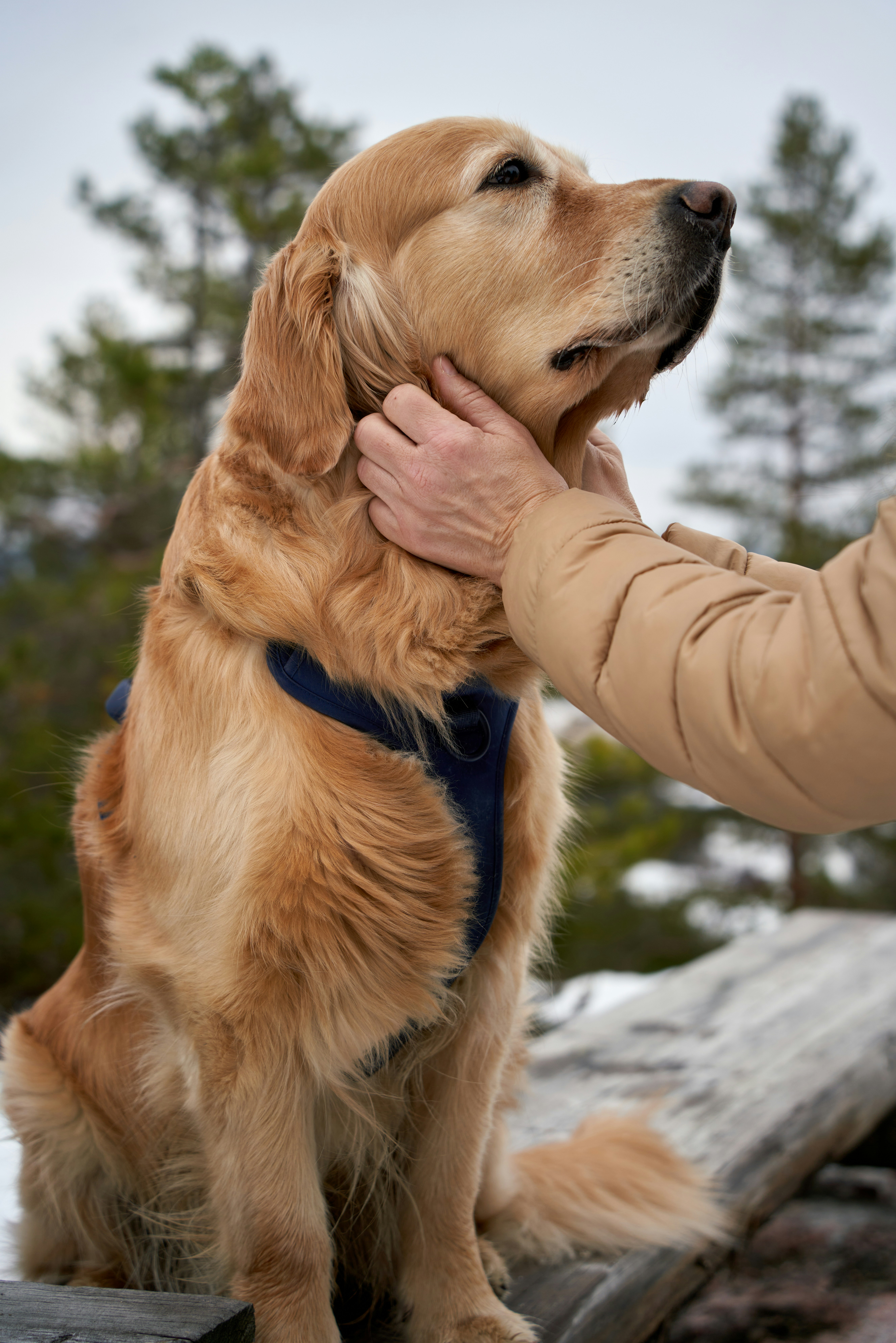 owner hugging golden retriever