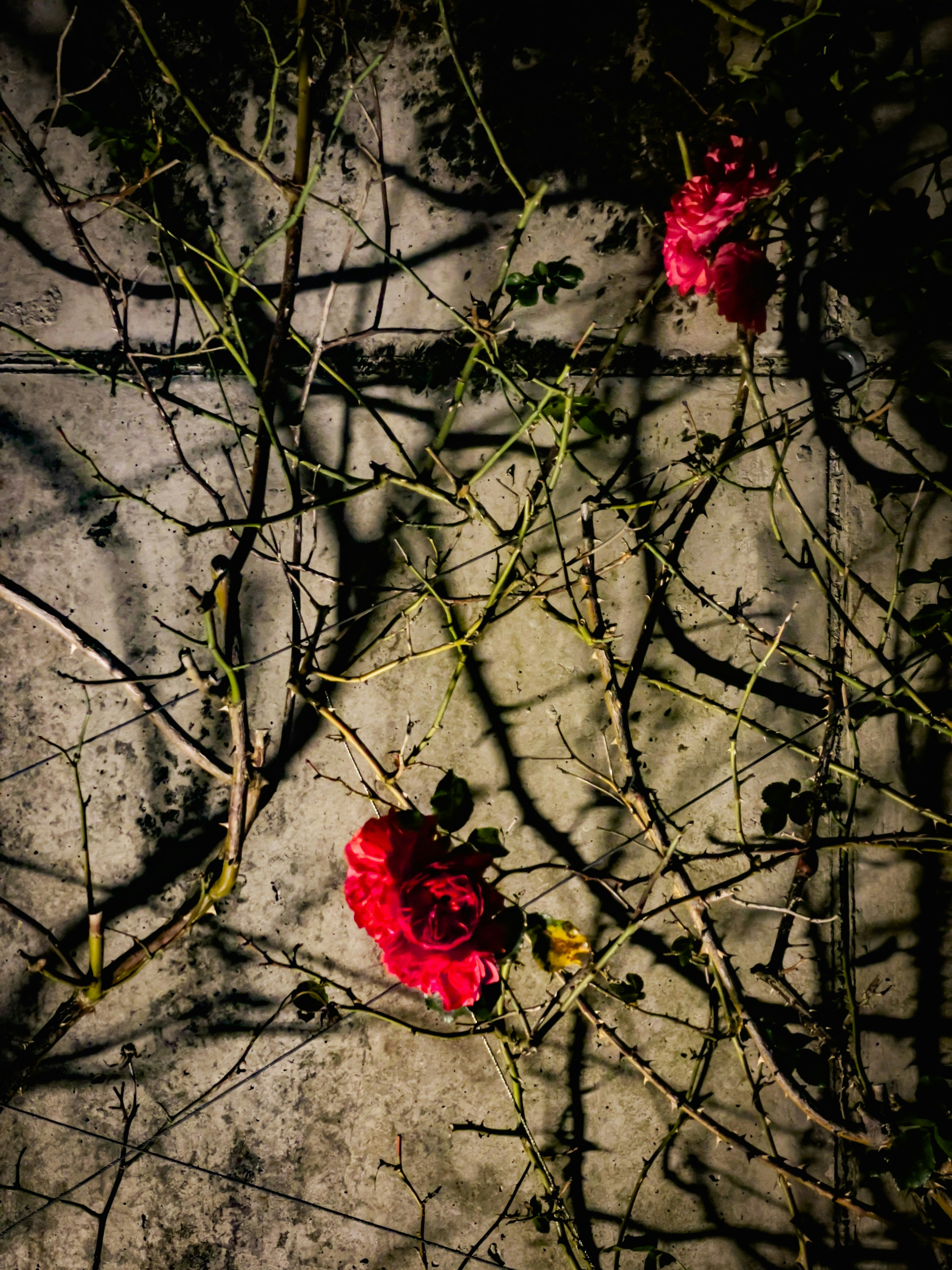 Cover Image for Poetry Autopsies (sign up free)