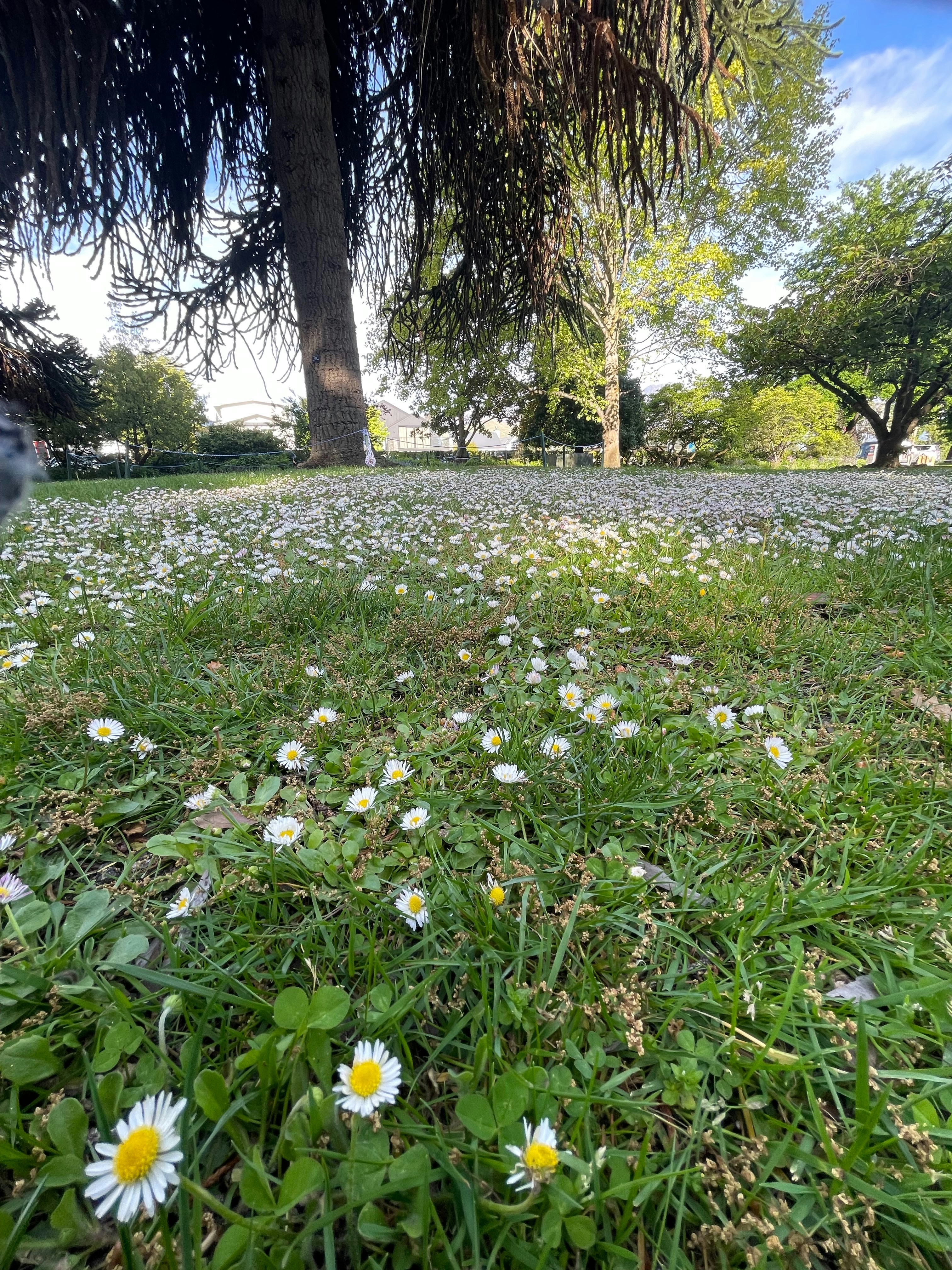 큰 나무 아래 흰 데이지 들판