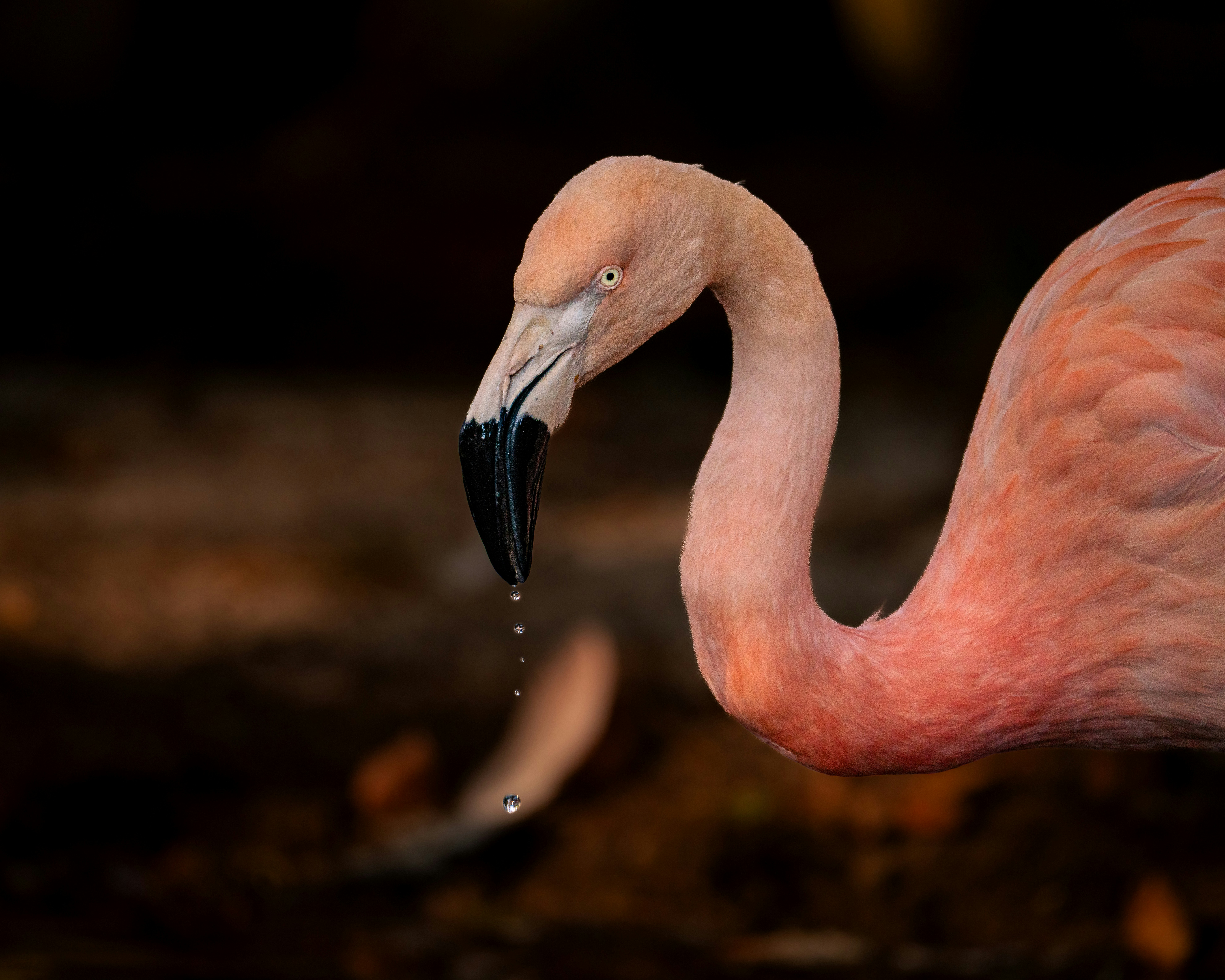 Um flamingo rosa com água pingando do bico