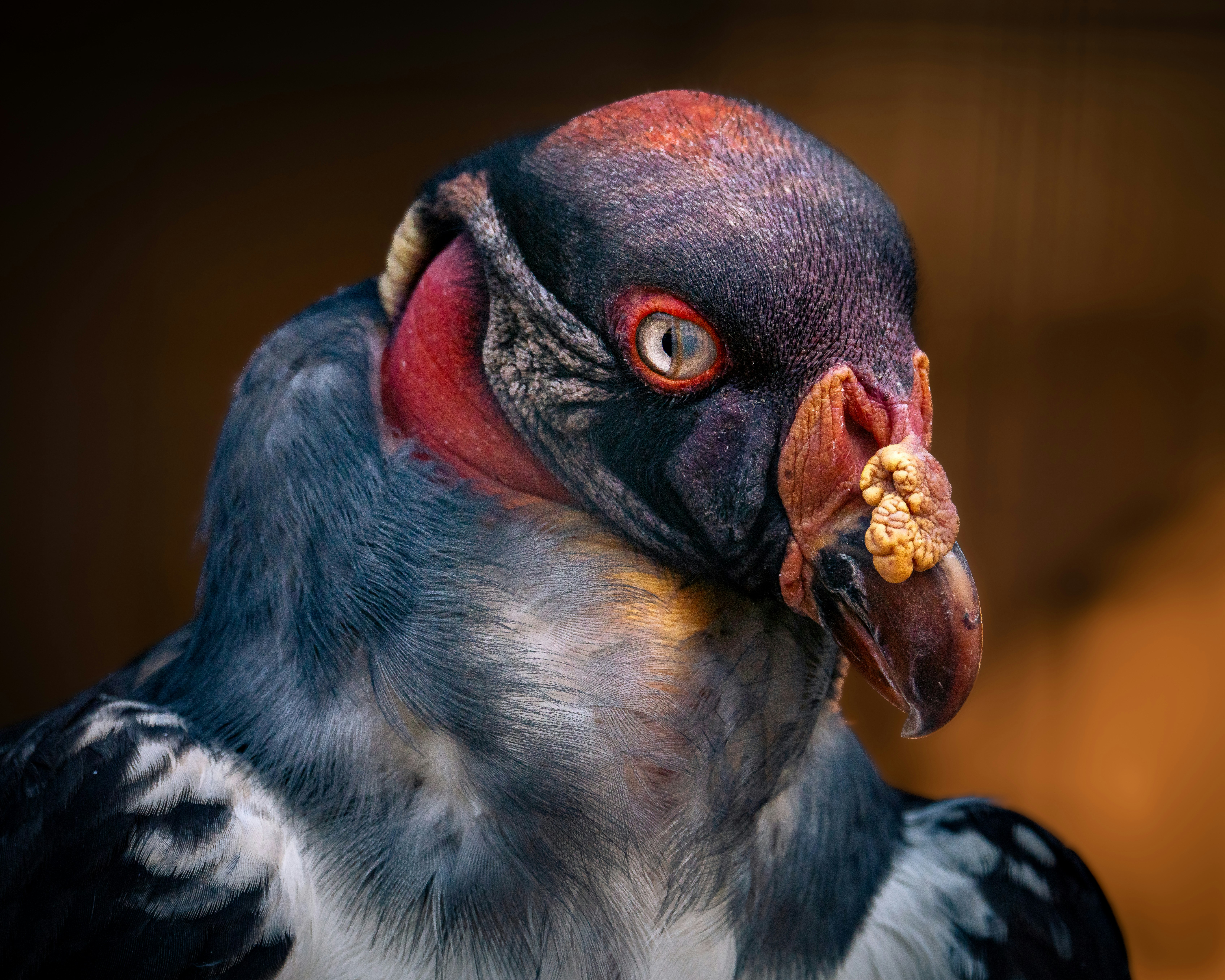 7 Unforgettable Costa Rica Photography Tours for Wildlife & Nature Lovers