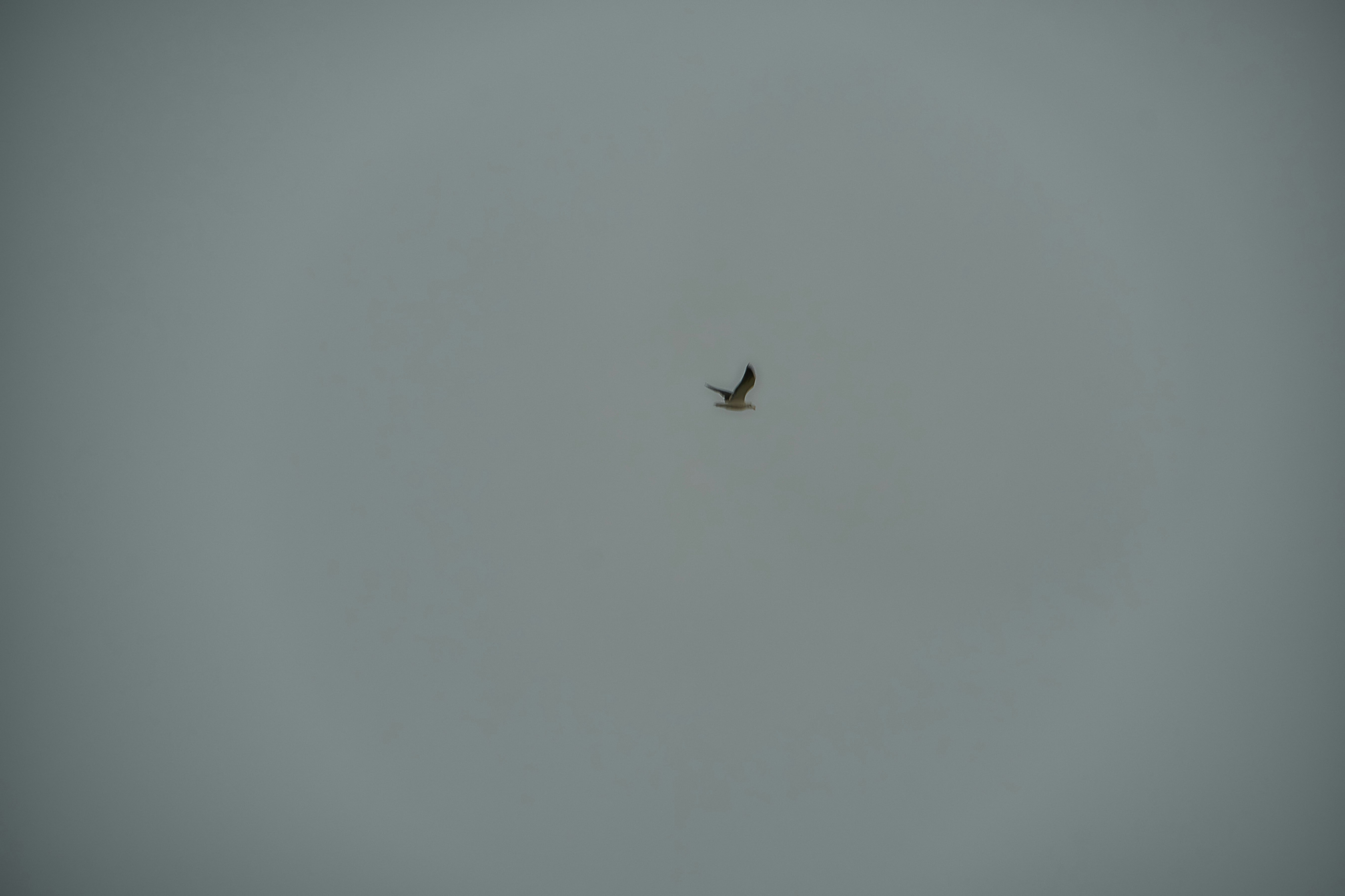 Photo by kwami_heude_50