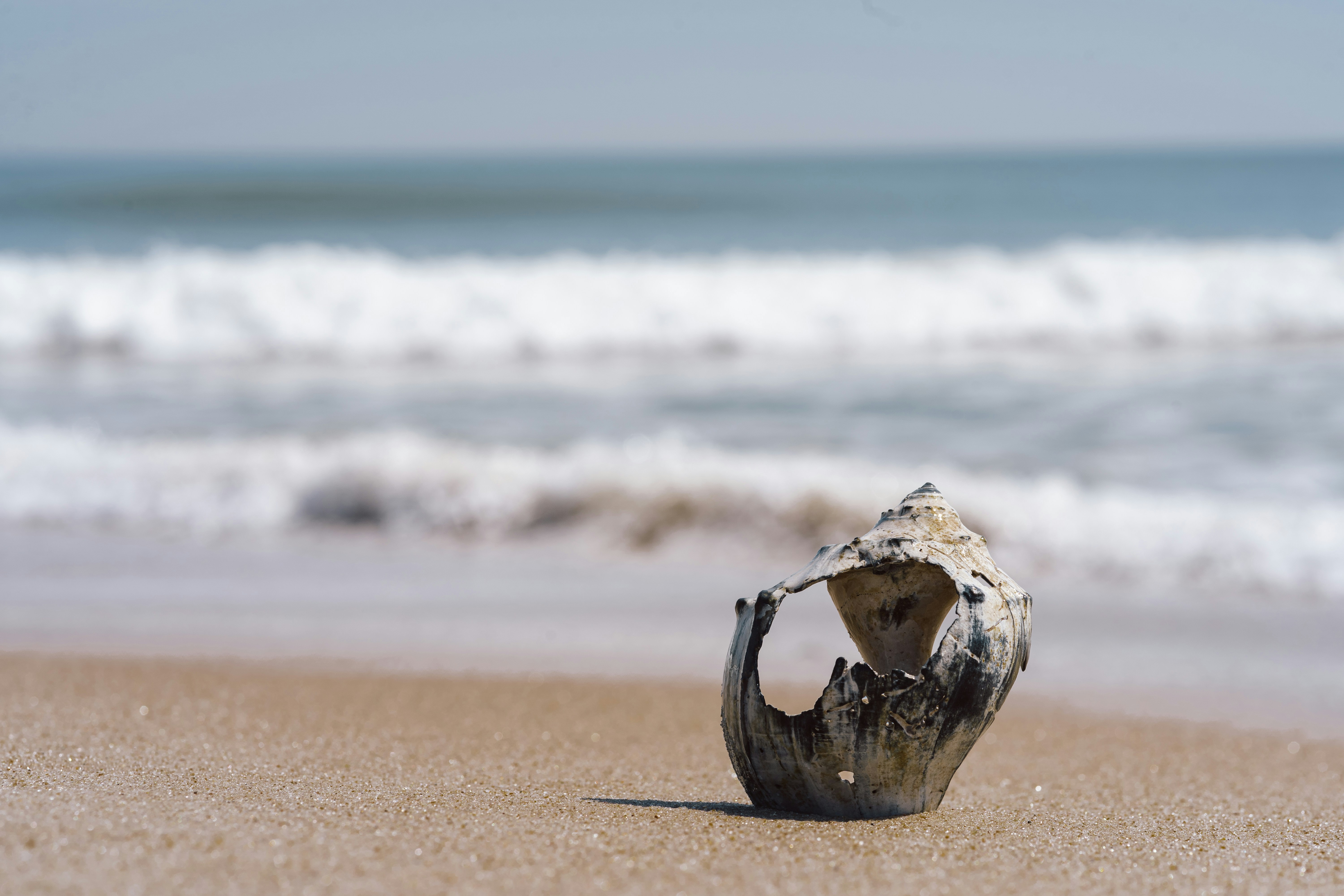Broken coconut shell on a sandy beach with ocean waves.