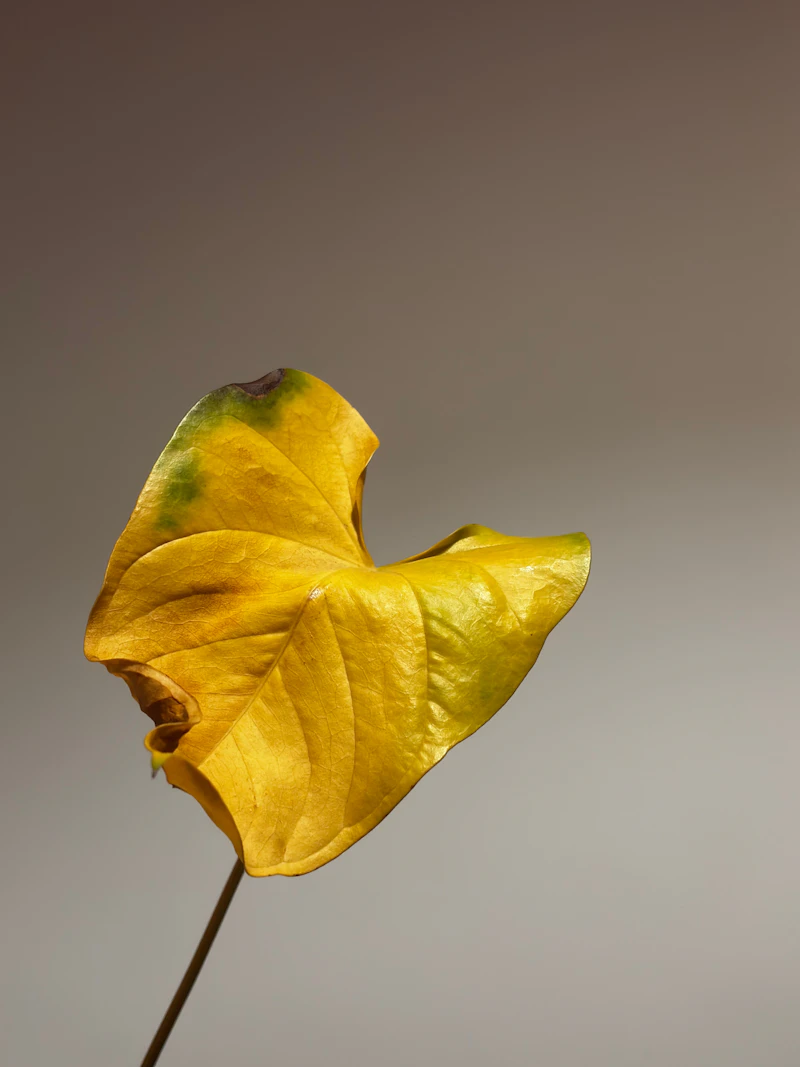 Temperature Fluctuation Leaf Drop