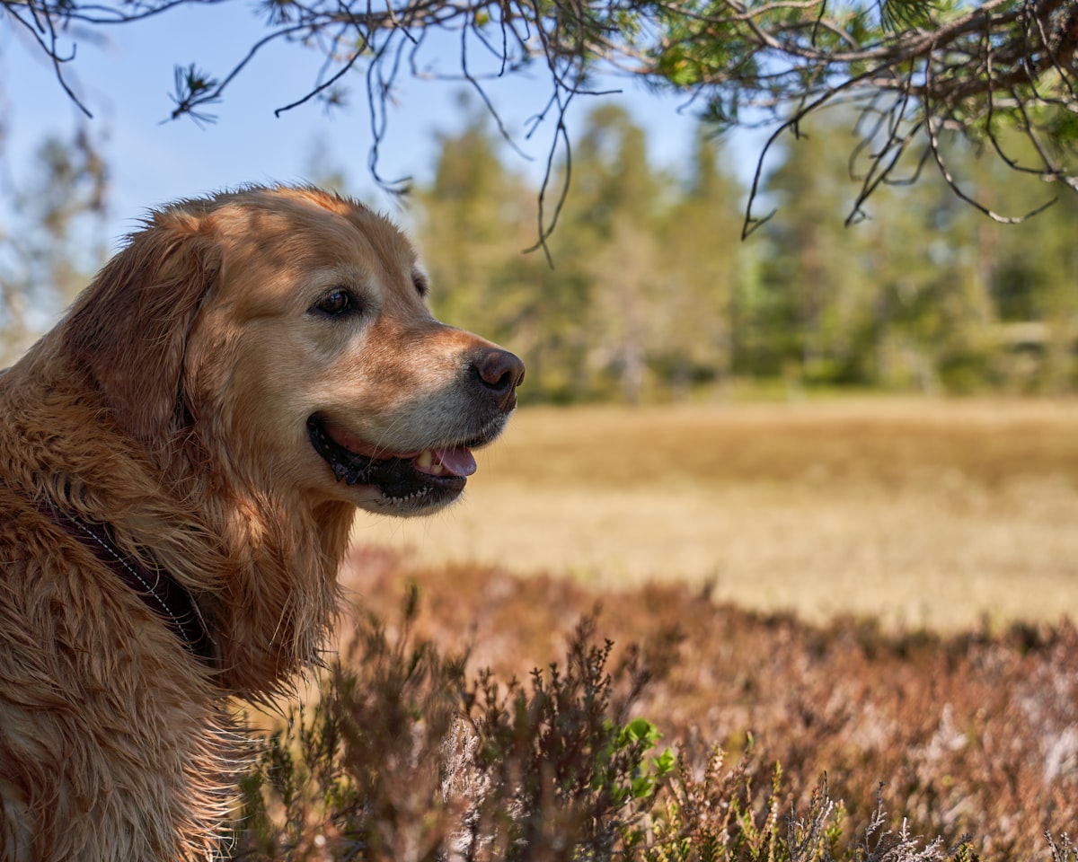 Dog on leash in forest setting
