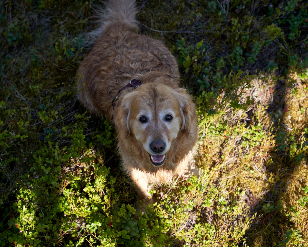 Golden retriever puppy sitting in green foliage outdoors
