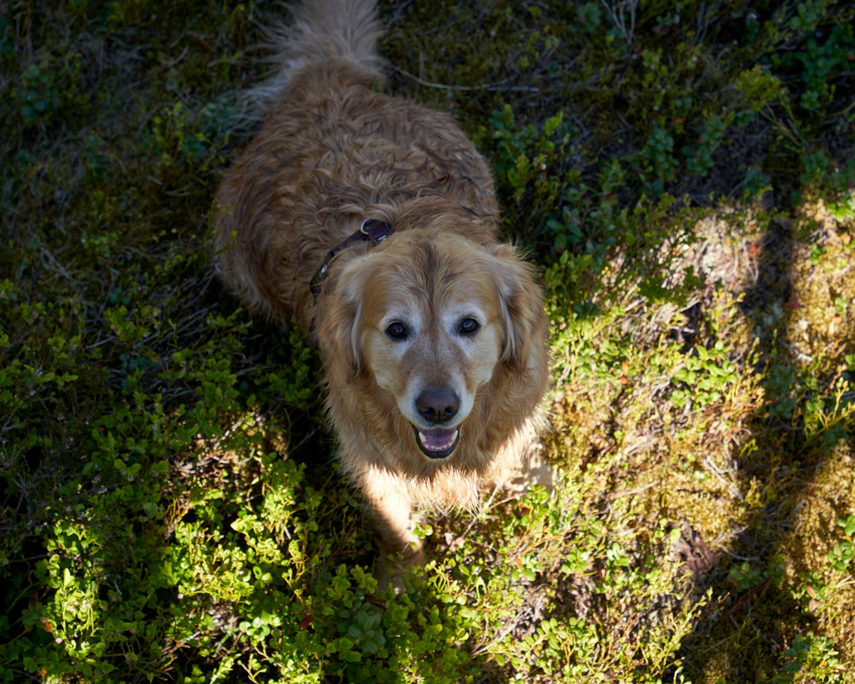 Câine golden retriever atent la stăpânul său
