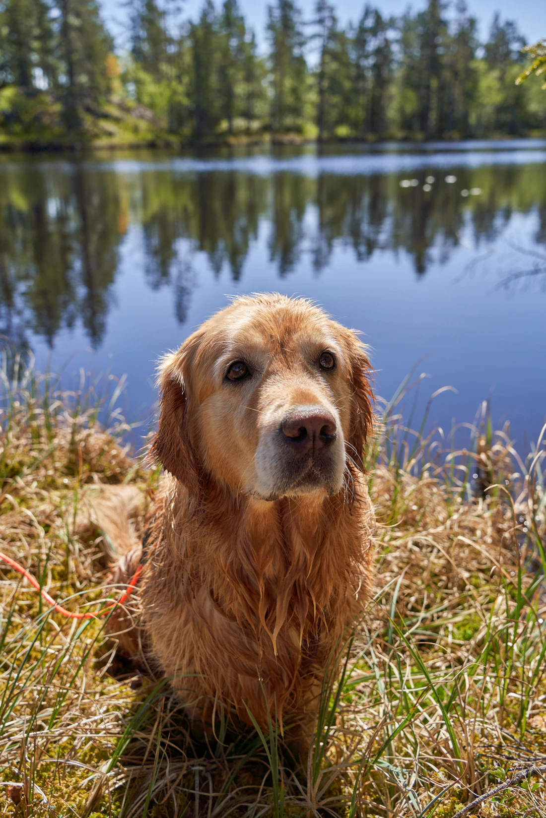 Golden retriever sitting beside a calm lake