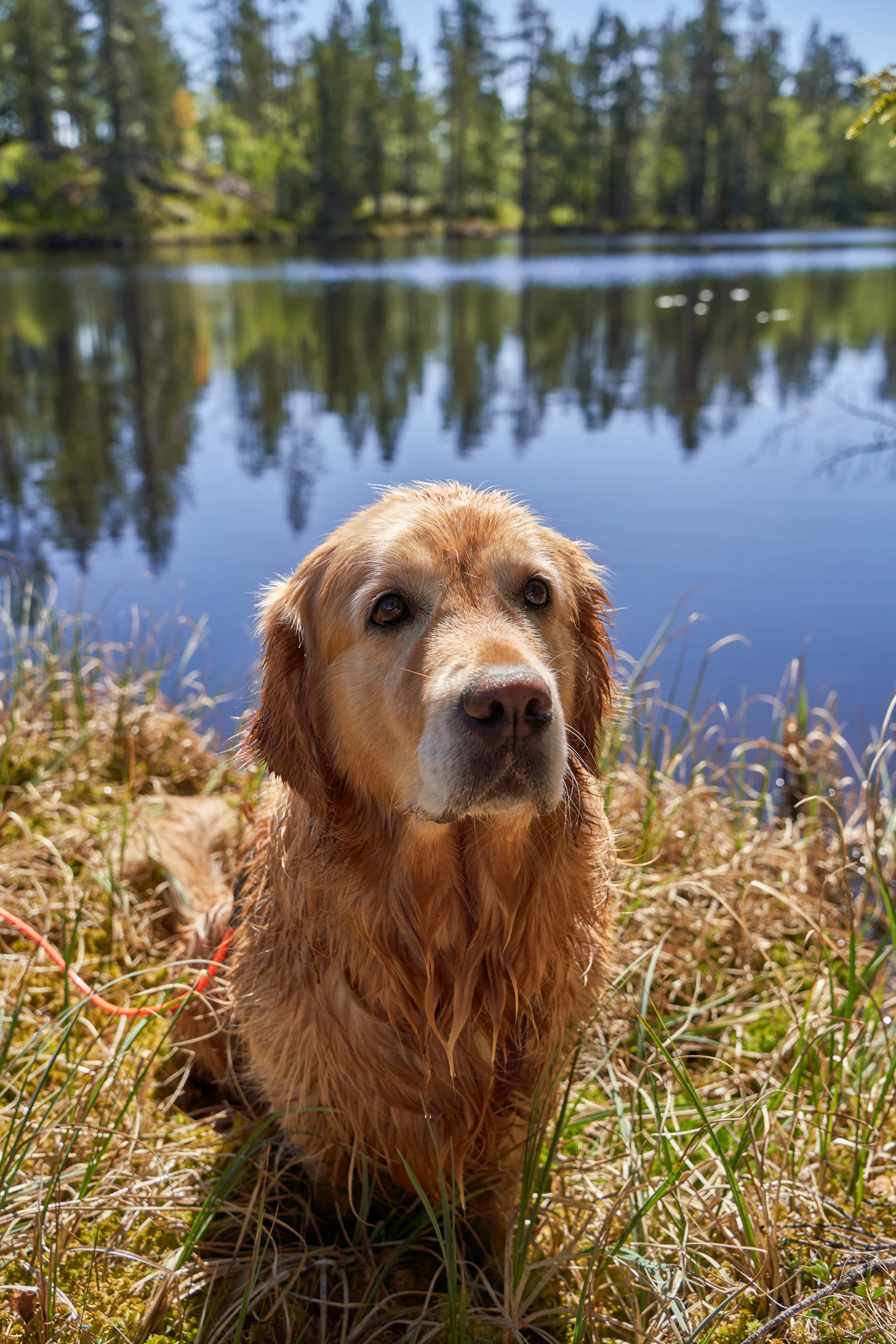 Golden retriever sitting beside a calm lake