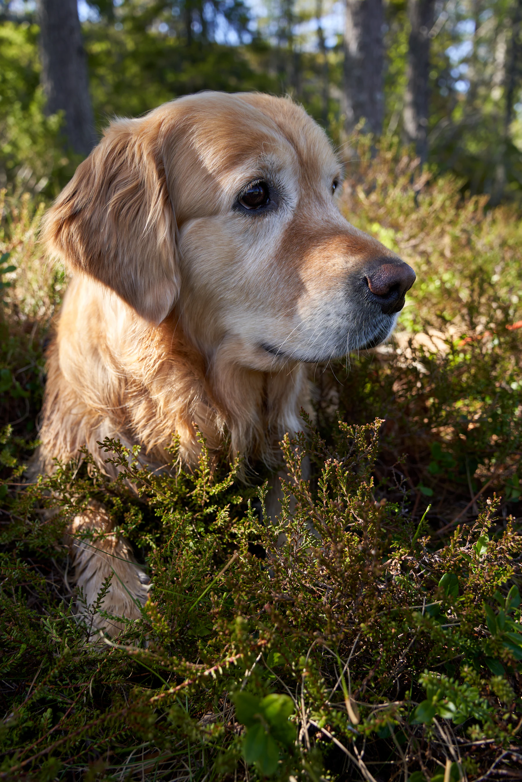 Happy golden retriever, freshly groomed