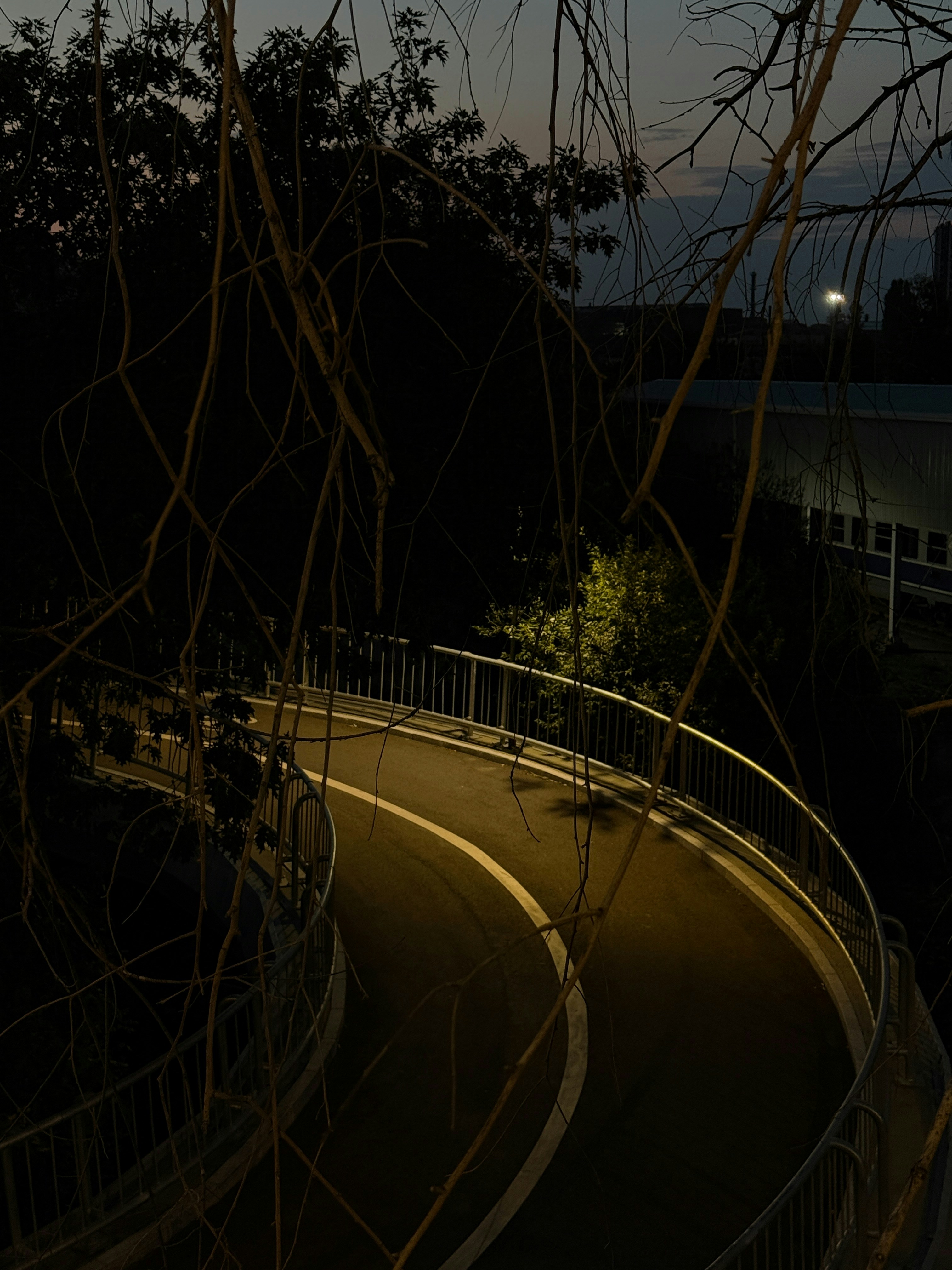 A winding path through trees at dusk