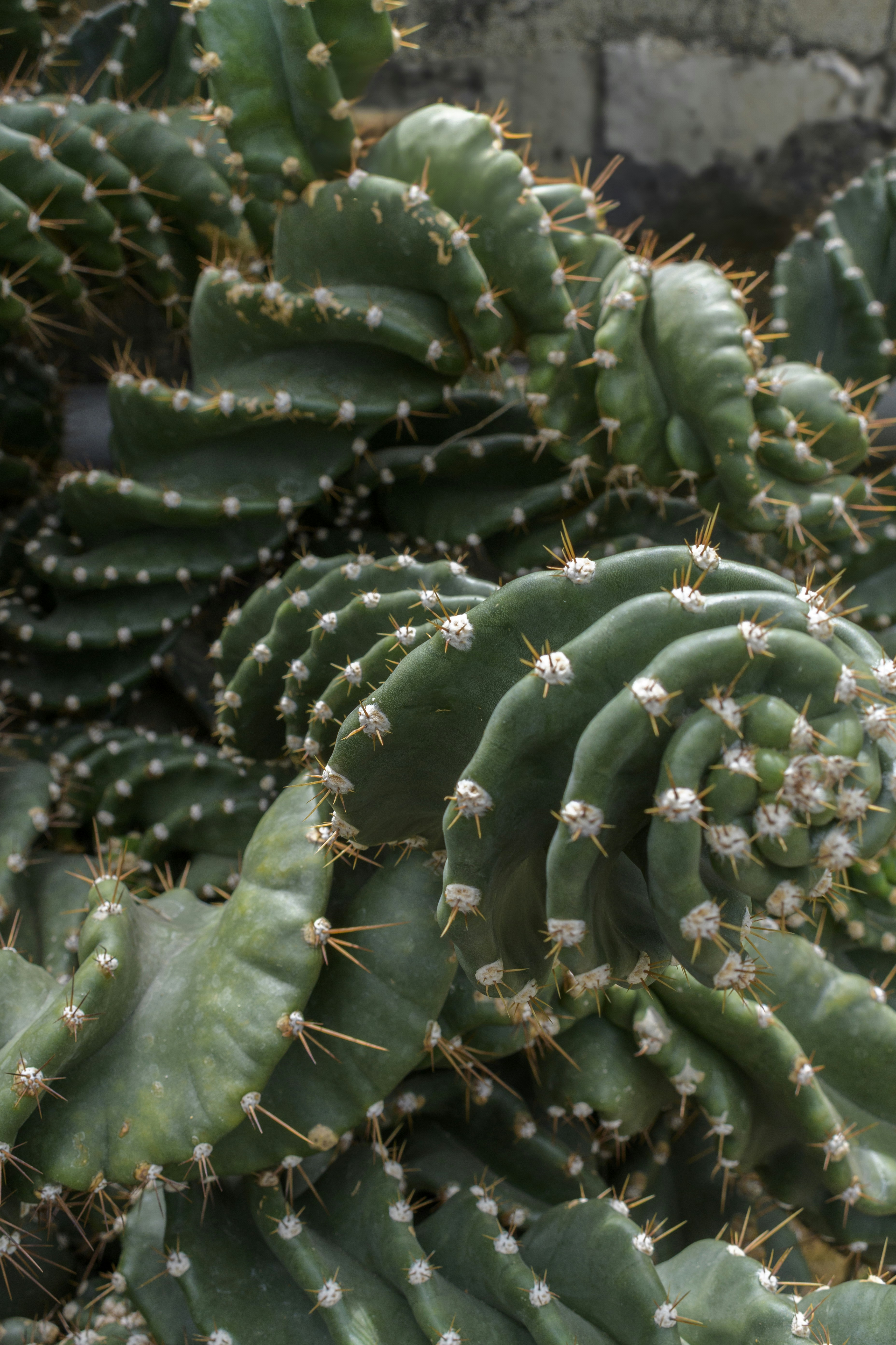 Close-up of twisted green cactus with sharp spines.