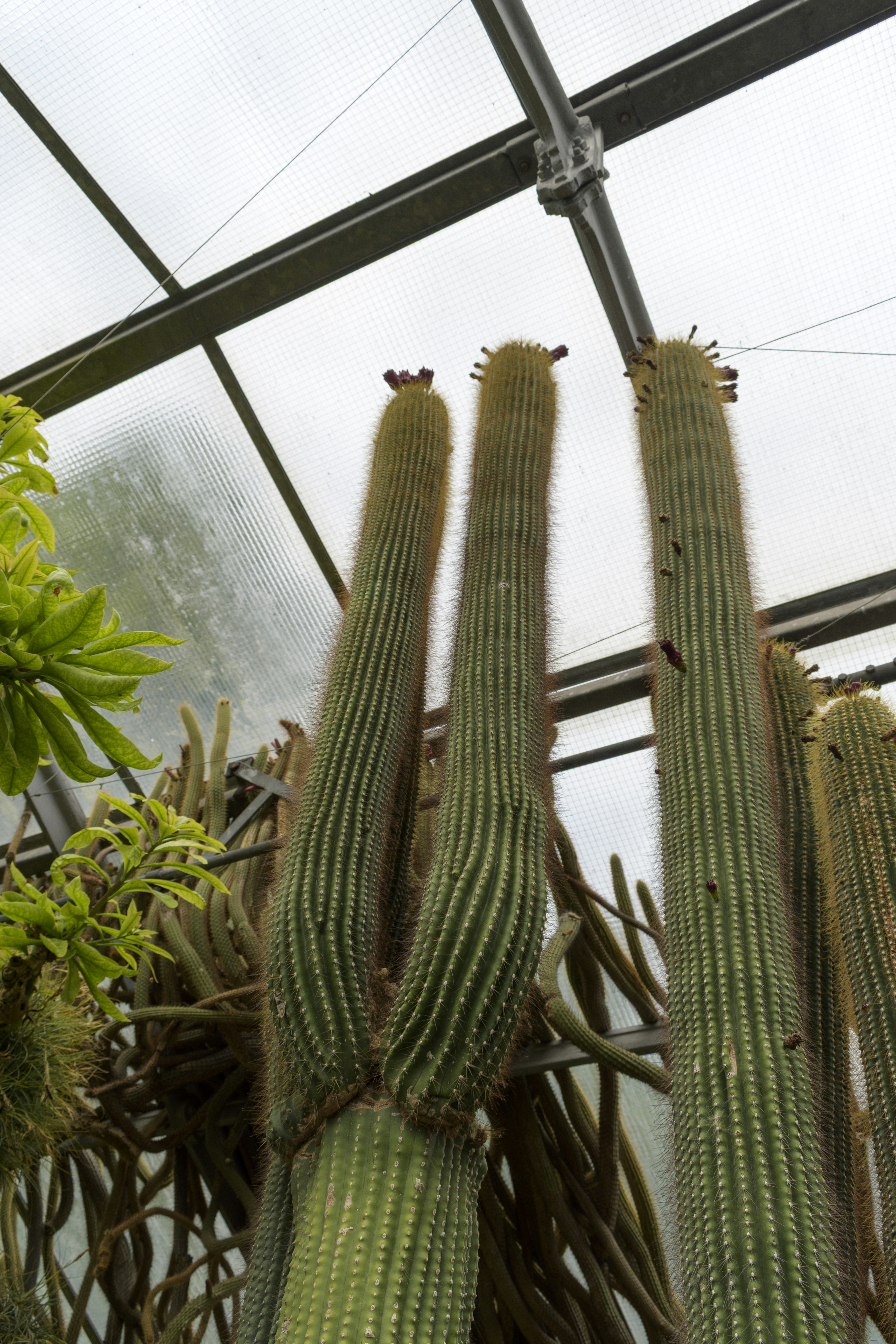 Tall columnar cacti grow inside a greenhouse.