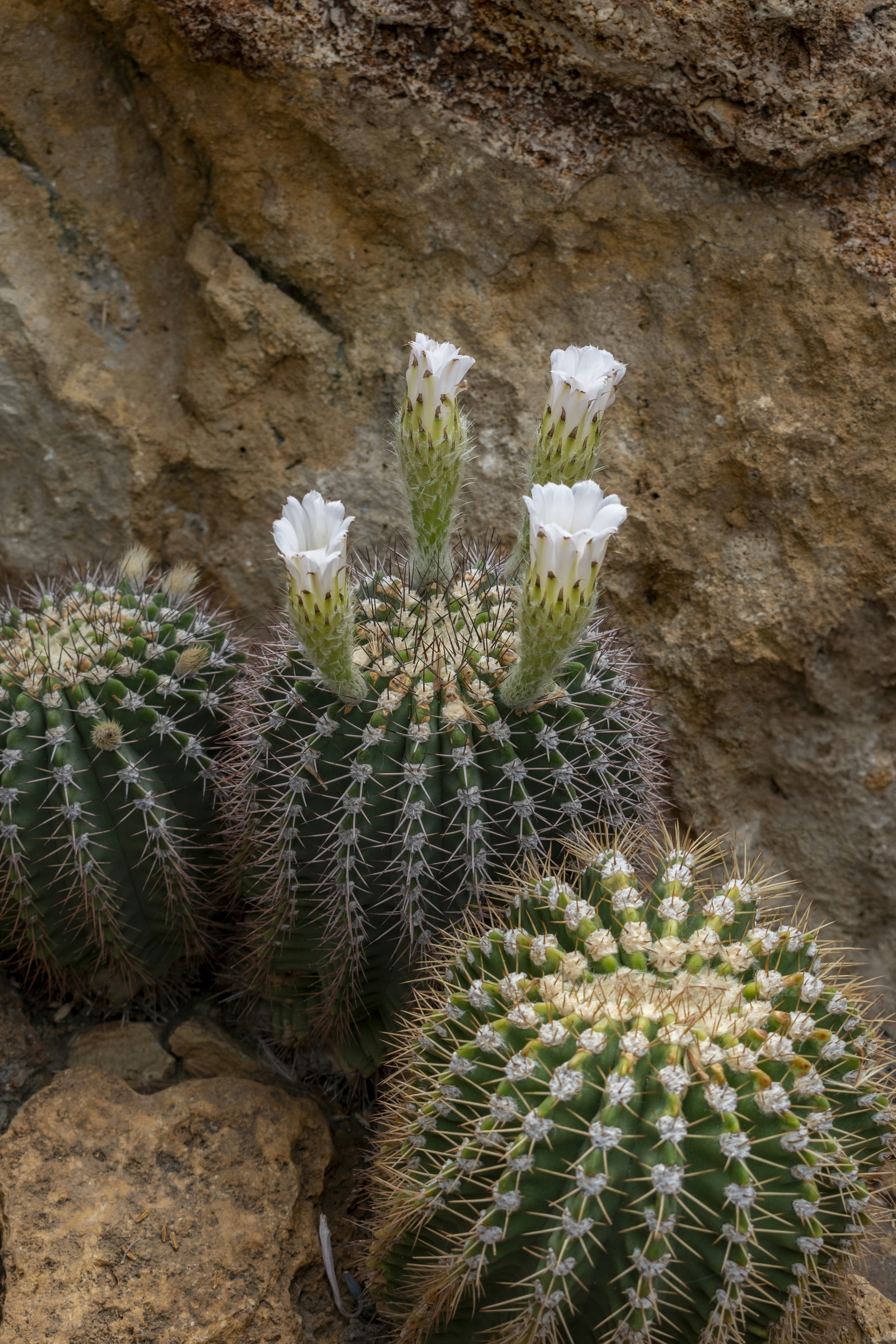 Three cacti with white flowers against rock