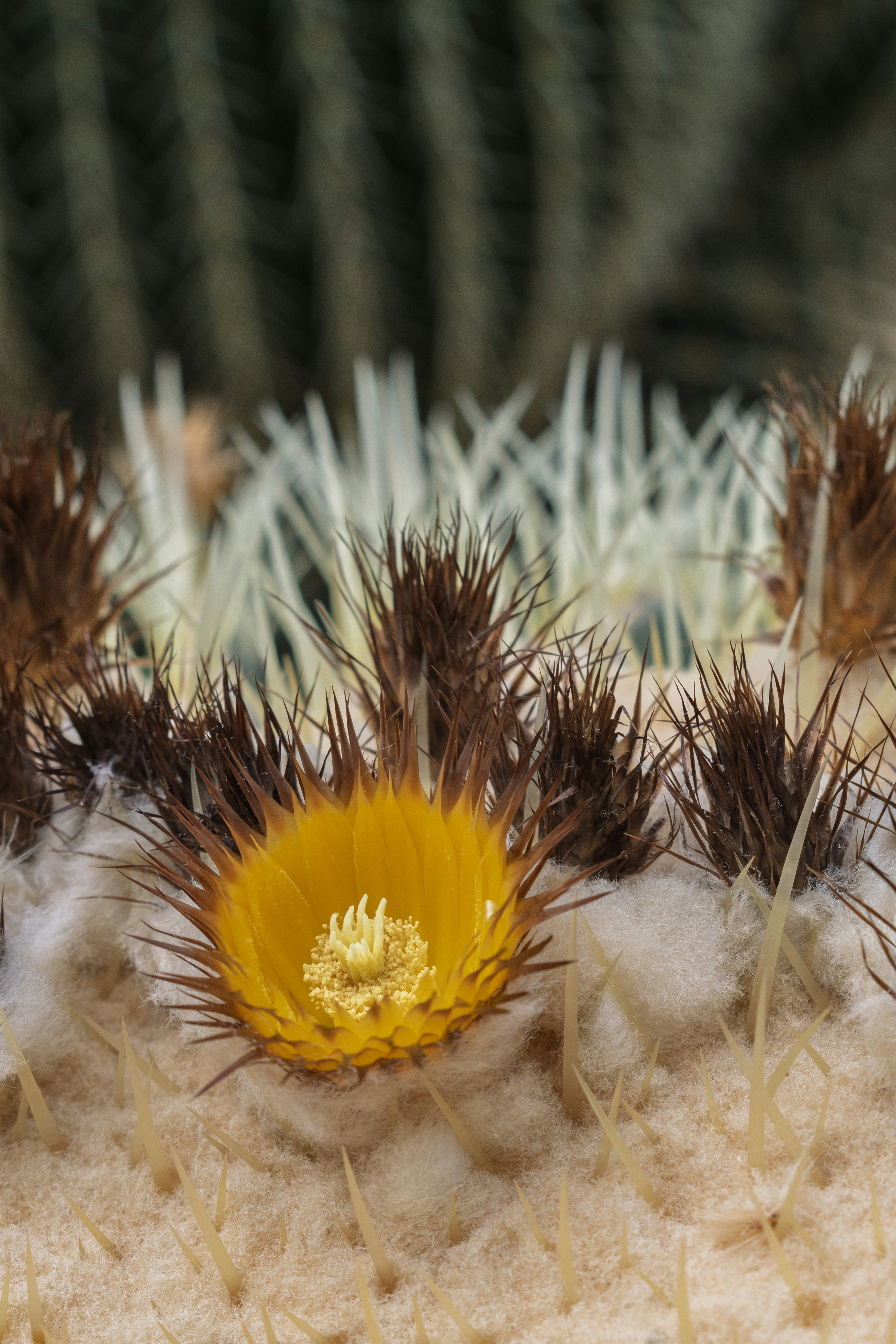A close-up of a blooming cactus flower with yellow petals.
